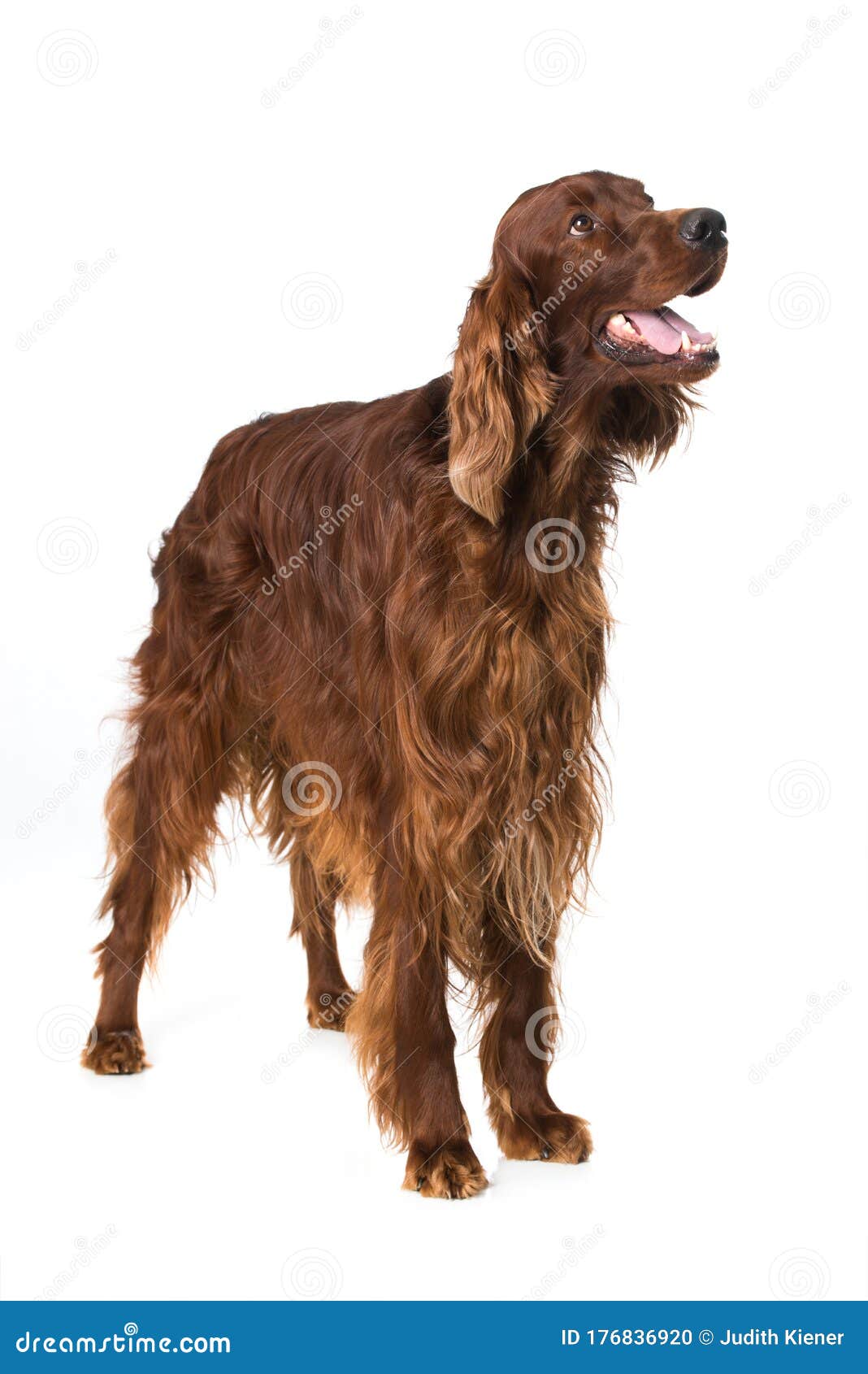 Irish Setter Standing On White Background Stock Photo Image Of Studio Beautiful 176836920