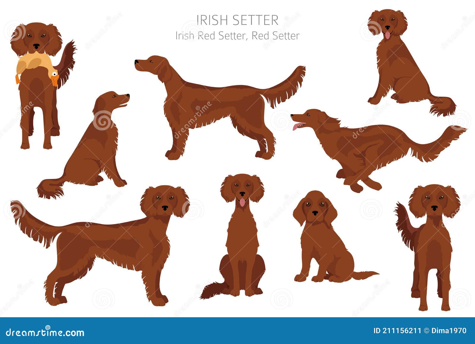 Irish Setter Clipart. Different Poses Coat Colors Set Stock