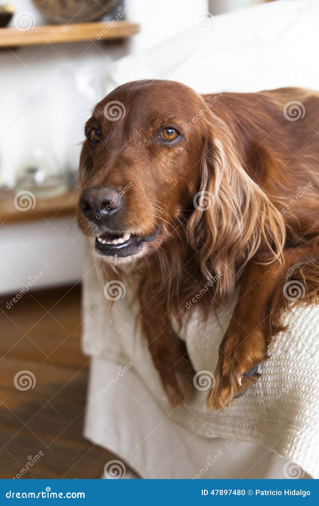 Irish Setter on a Couch Looking at Camera Stock Photo Image of hair