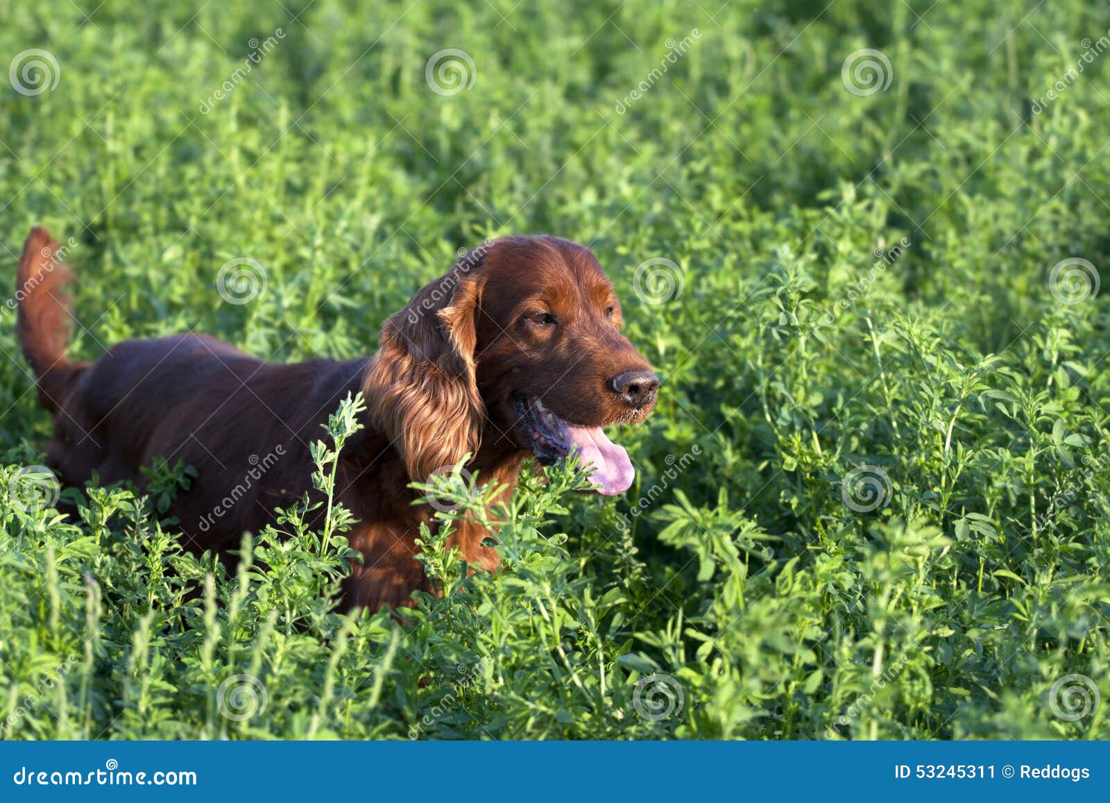 Irish Setter hunting stock image. Image of sweet, setter 53245311