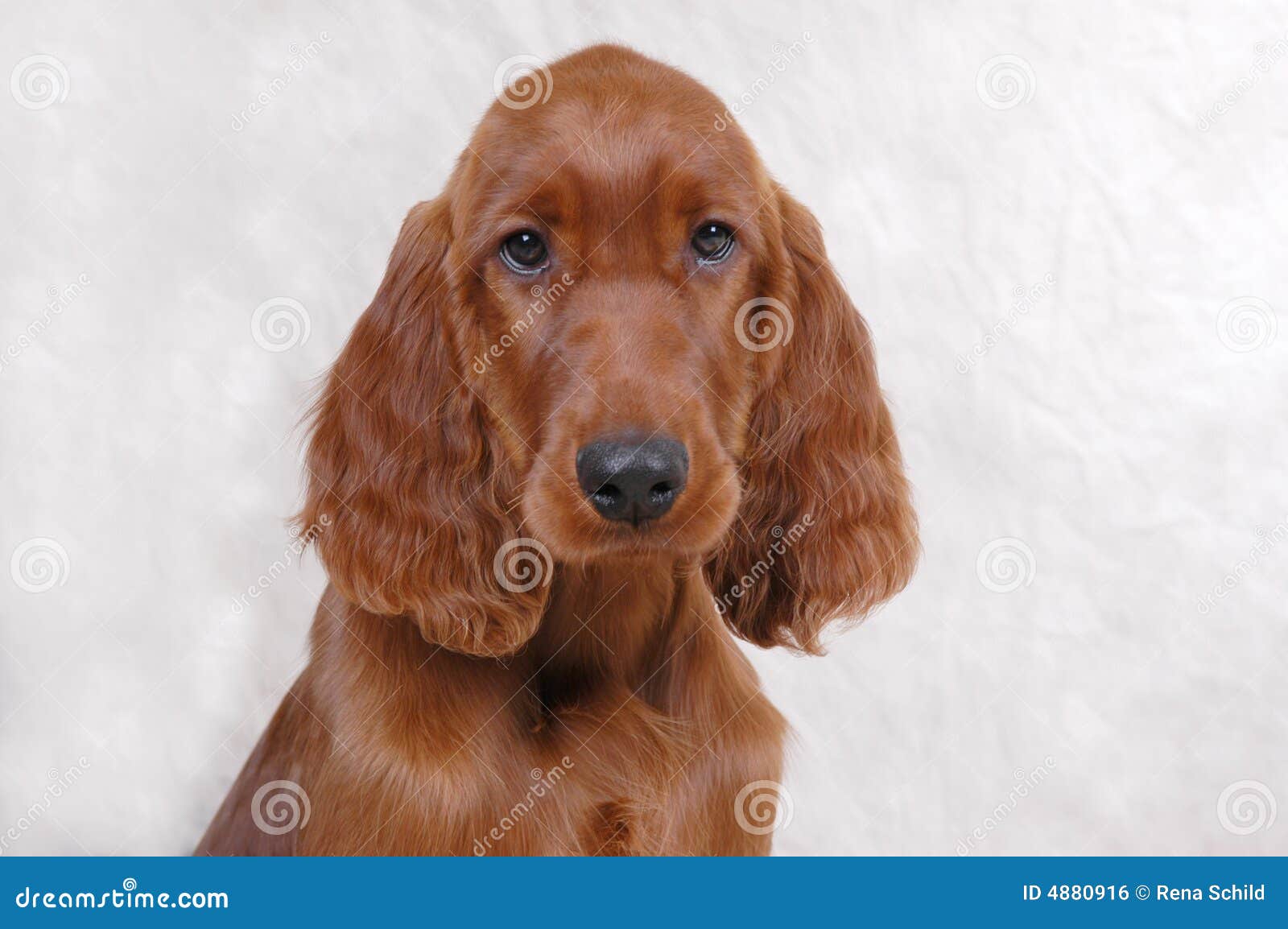 Irish Setter Puppy stock photo. Image of fluffy, groomed 4880916