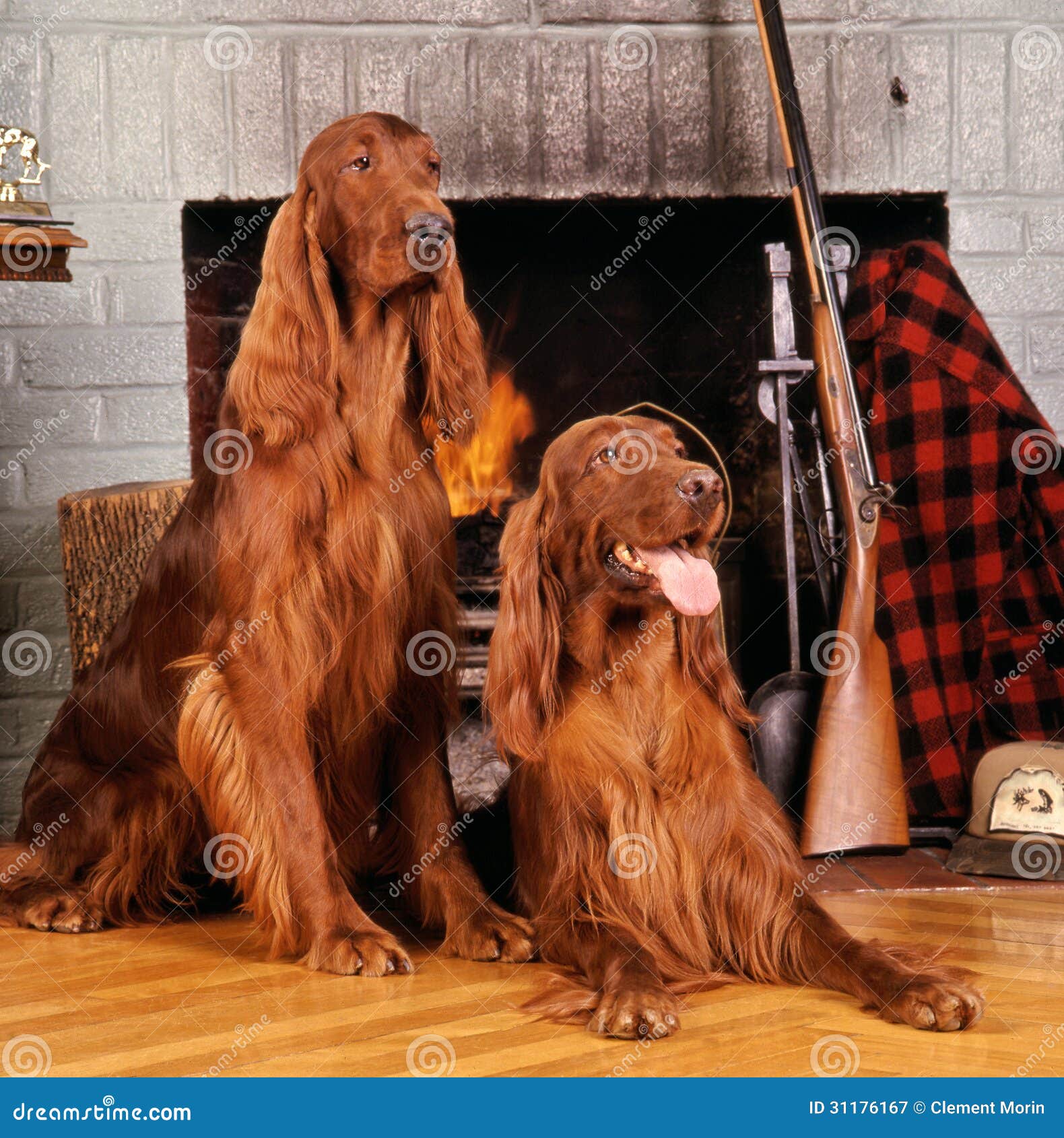 irish setter duck hunting