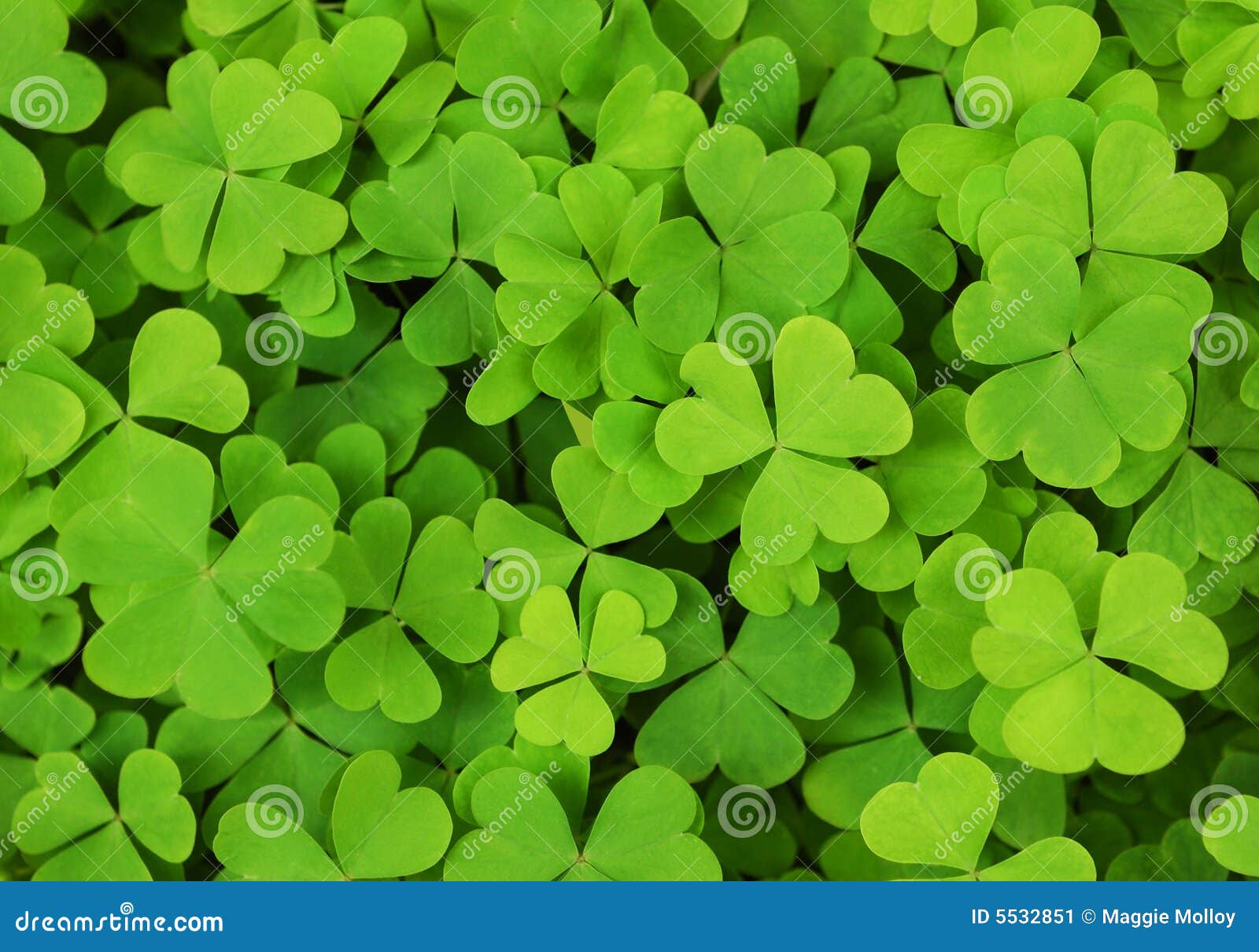 Irish Shamrock Clover Background Stock Image - Image: 5532851