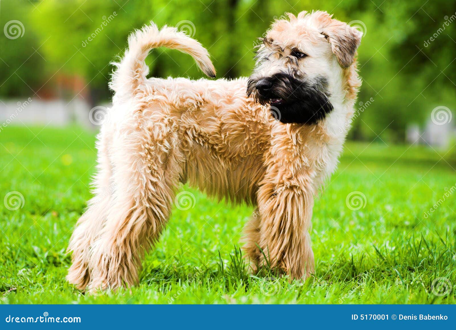 Irish Soft Coated Wheaten Terrier Stock Image Image Of Outdoor