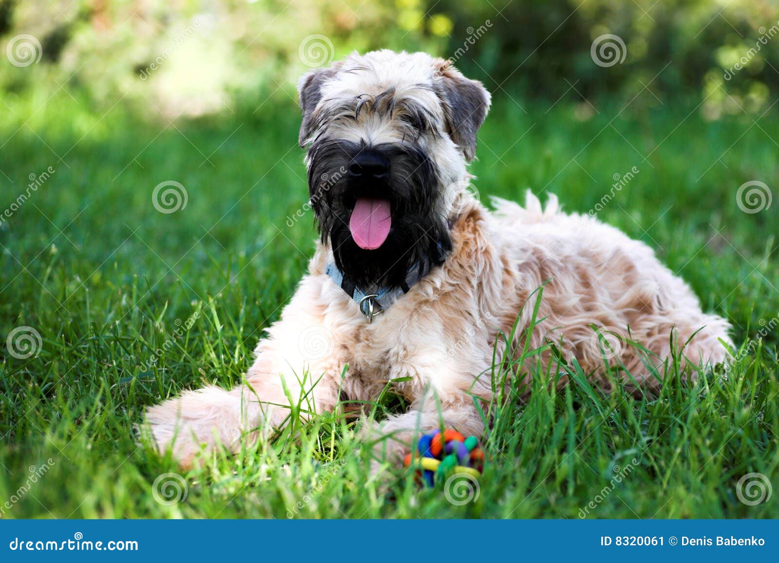 Irish Soft Coated Wheaten Terrier Stock Image - Image of brown, doggy ...