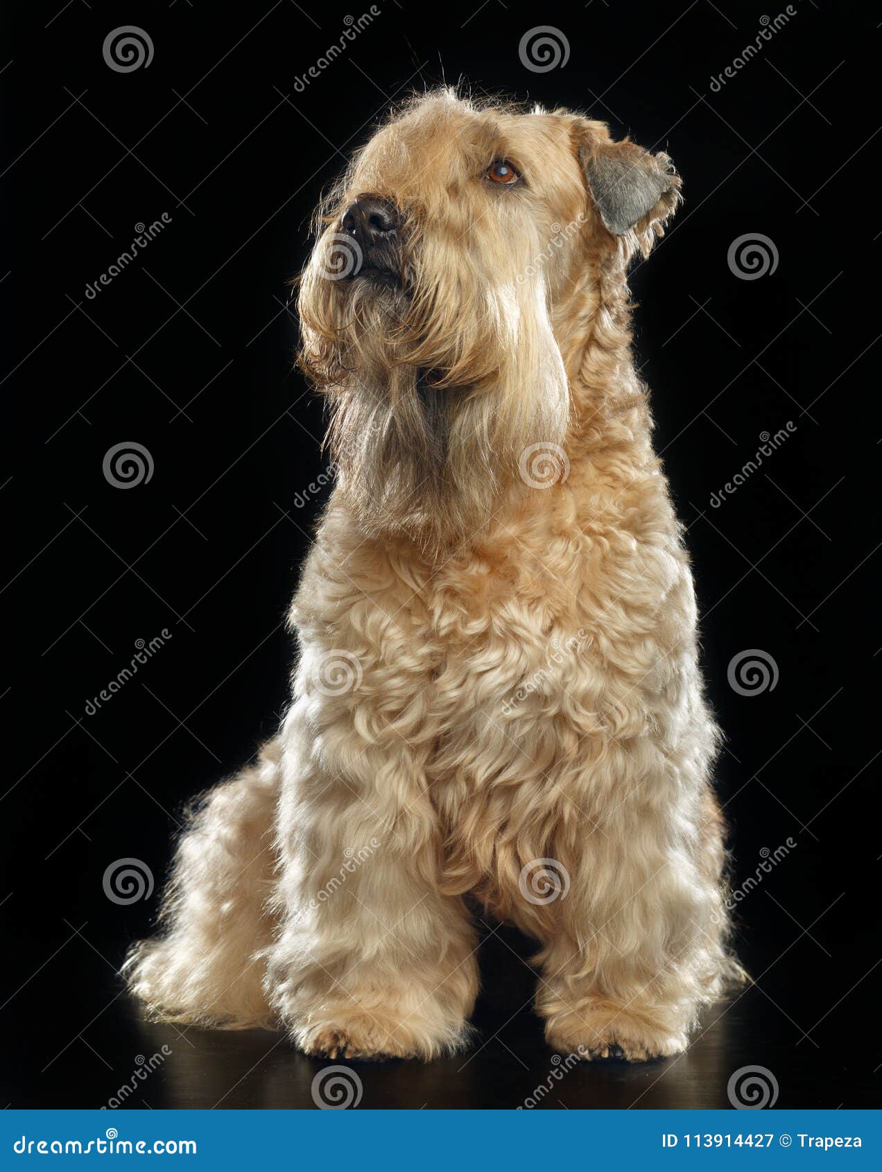 wheaten terrier