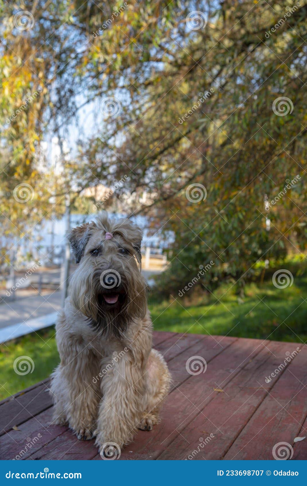 a fluffy dog sits on a wooden deck in an autumn park and looks at the camera.