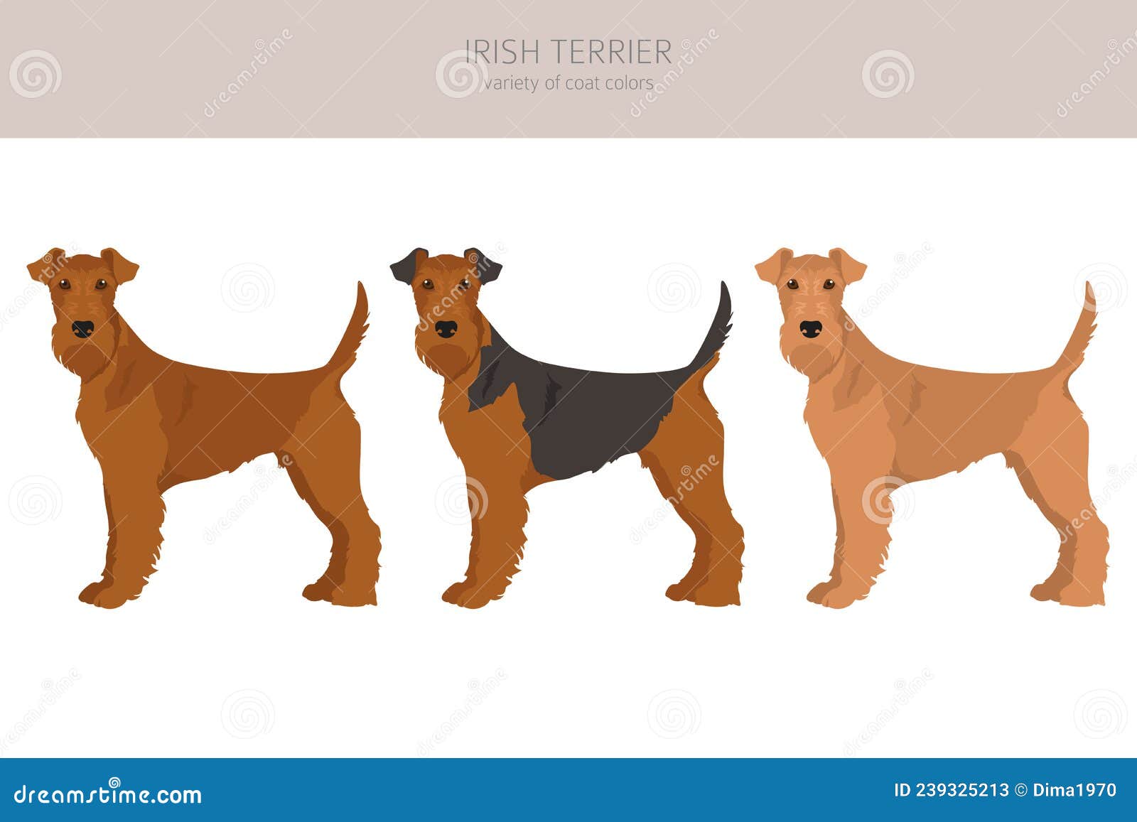 Irish Terrier Clipart. Different Poses, Coat Colors Set Stock Vector