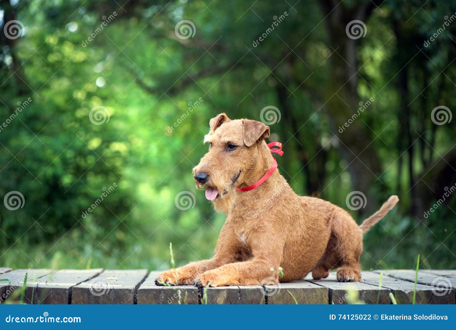 irish terrier dog lies on the wooden bridge