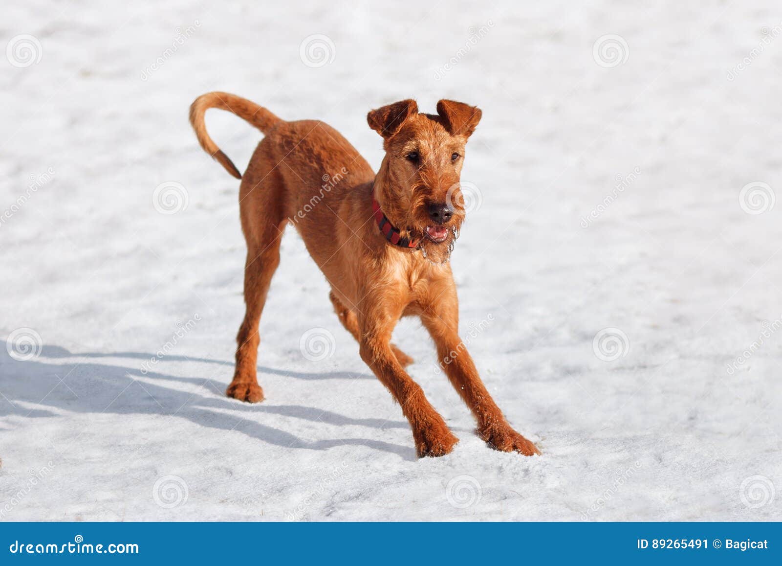 snow terrier