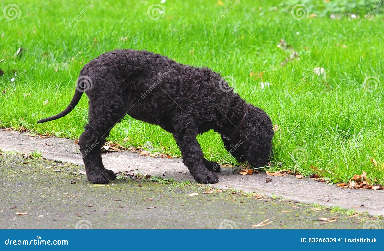 Irish Water Spaniel Puppy stock image. Image of canine 83266309