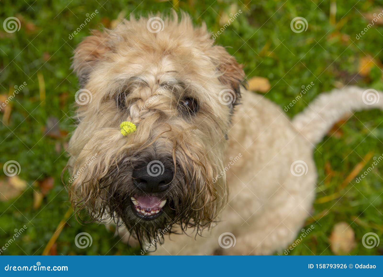 Irish Wheaten Soft-coated Terrier Looks At The Camera And ...