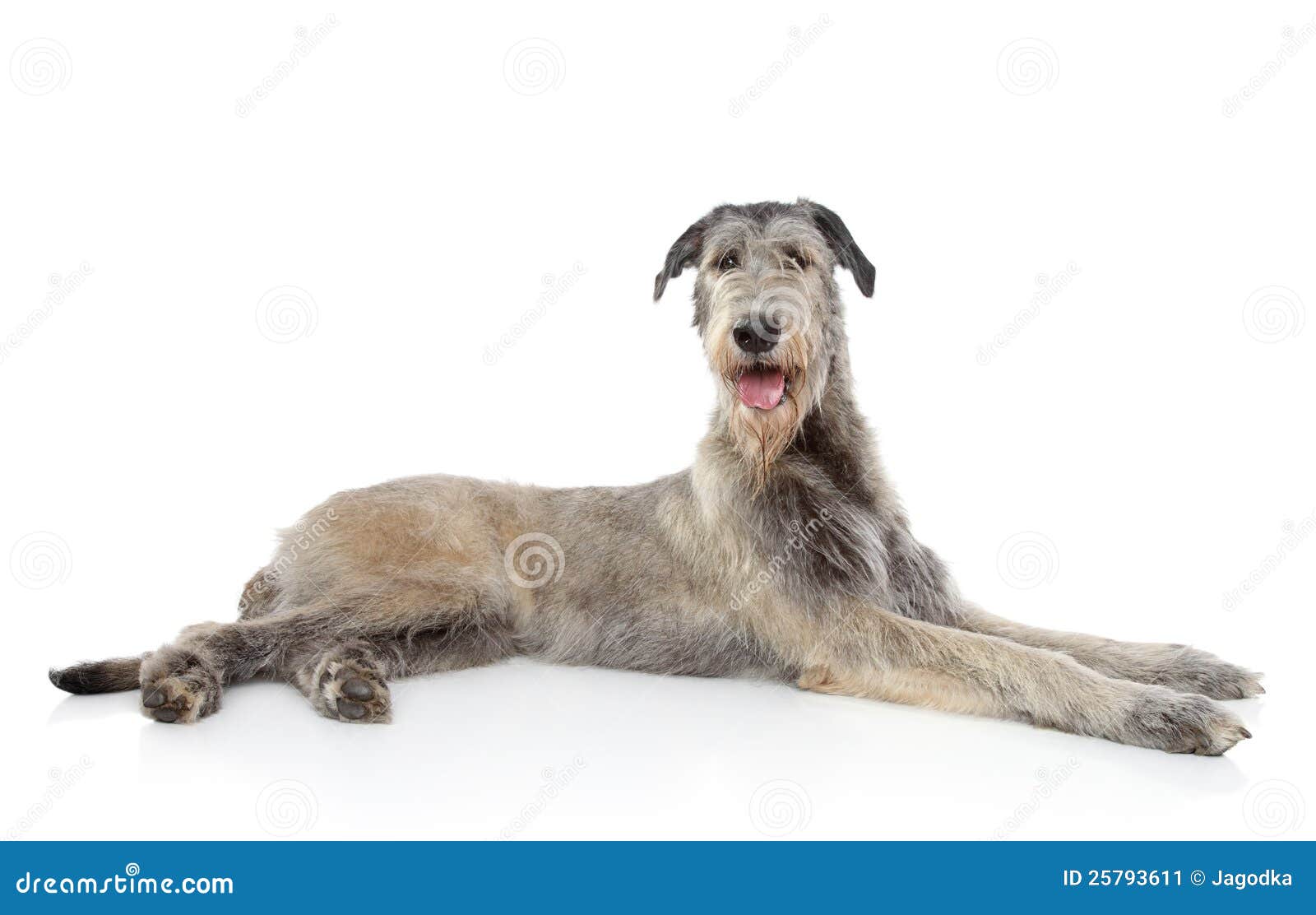 irish wolfhound dog