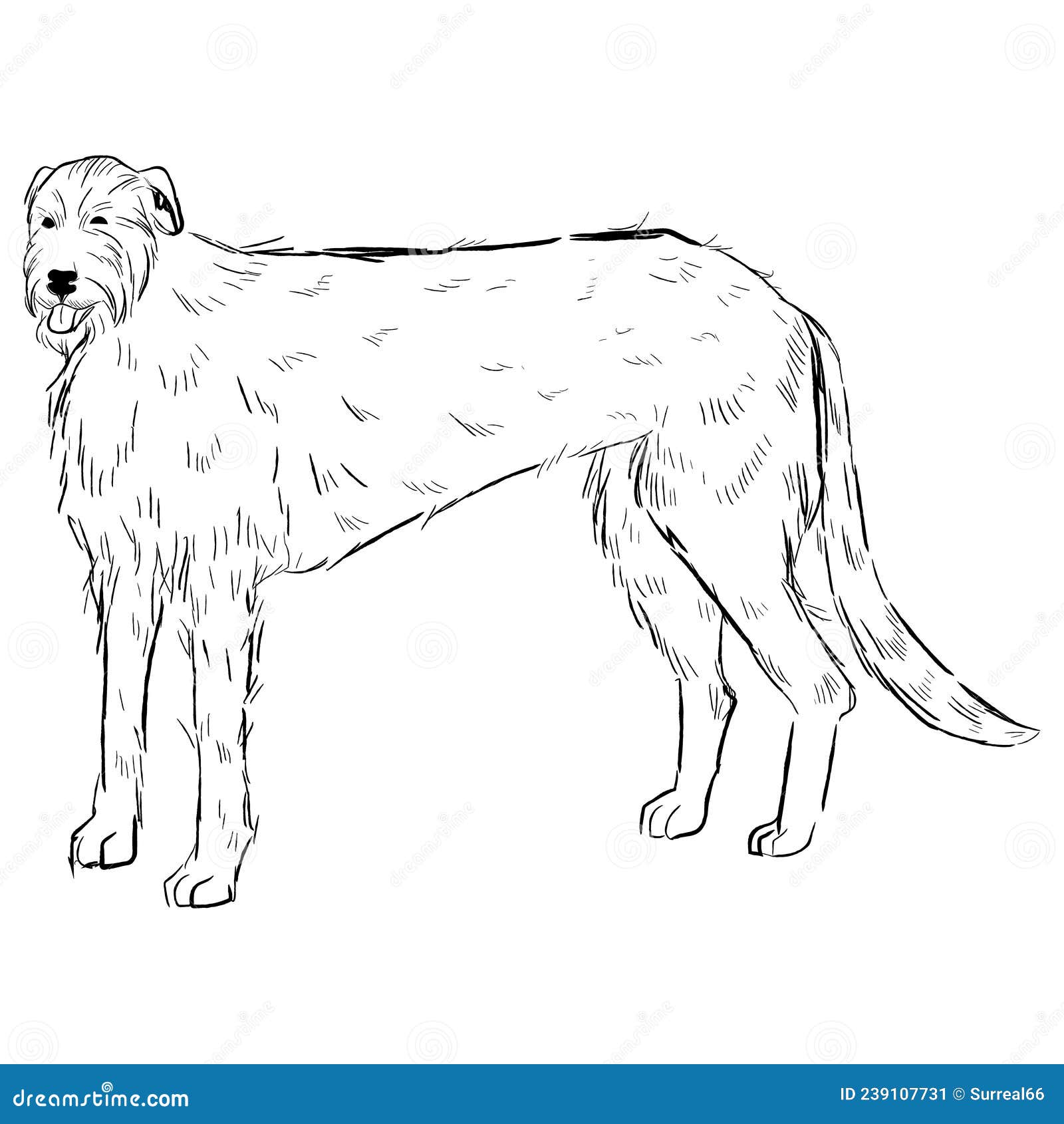 Irish Wolfhound Dog Isolated on White Background Stock Vector