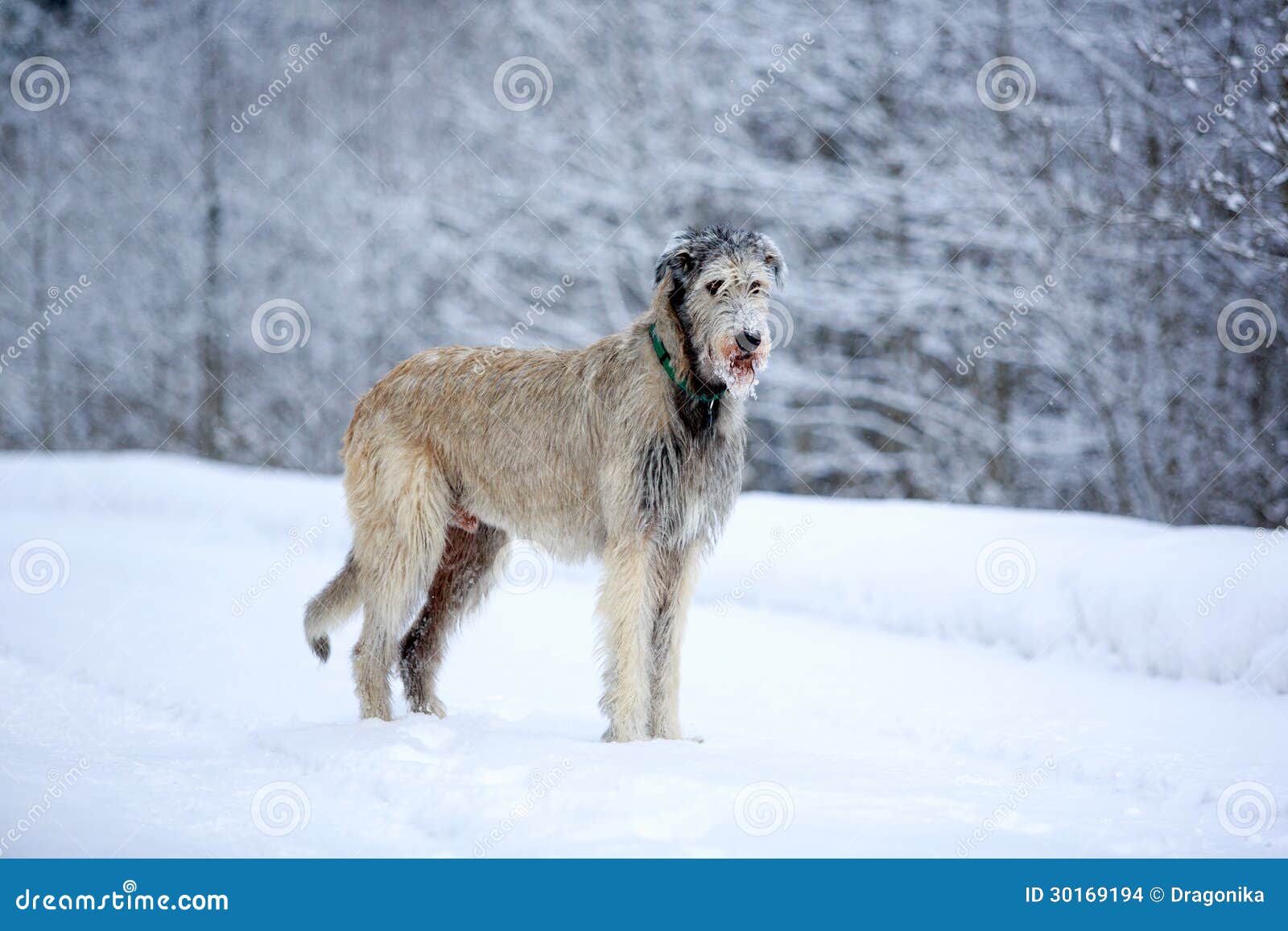Irish wolfhound dog stock photo. Image of nature, snow 30169194