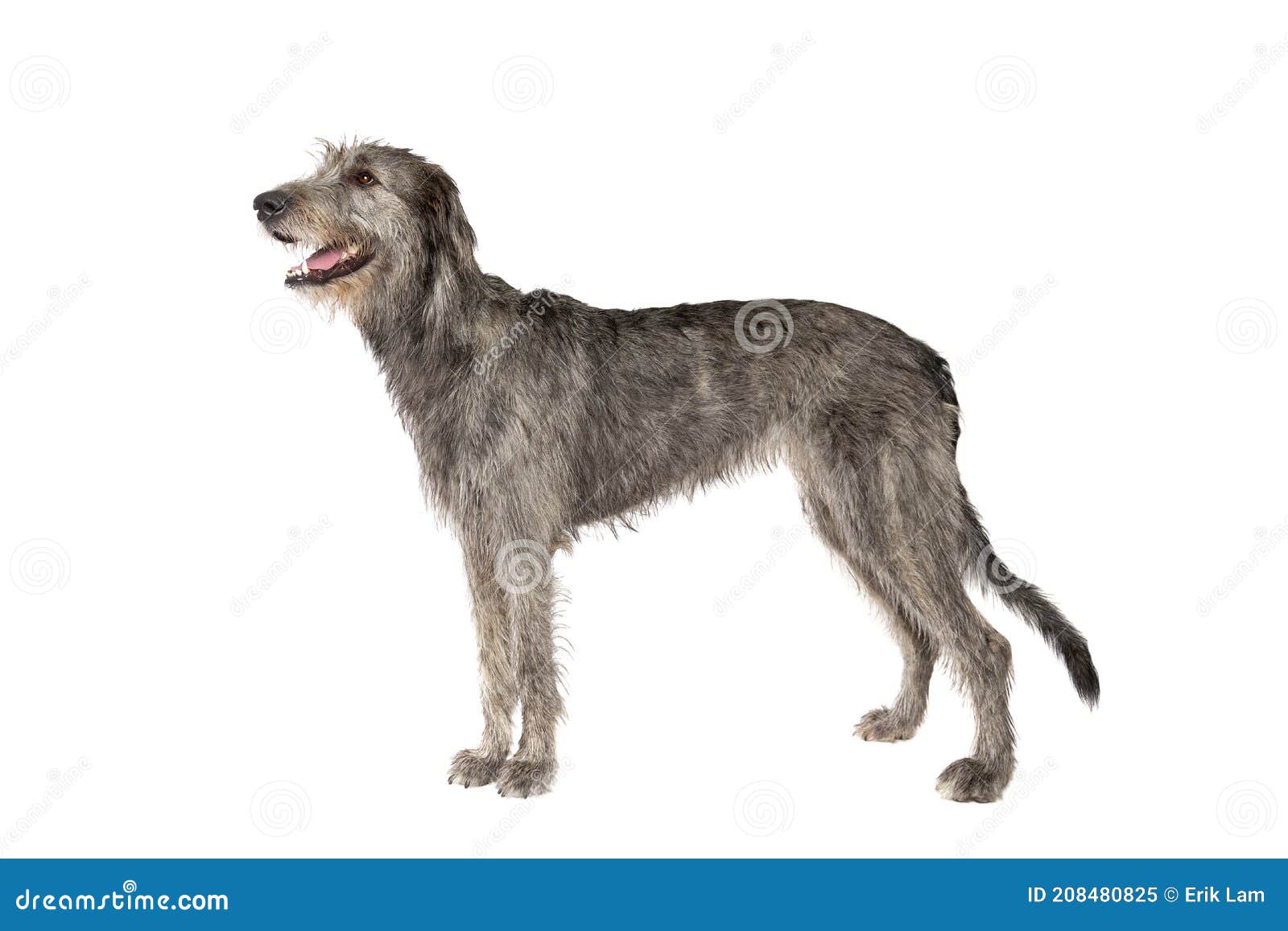 Irish Wolfhound Isolated on White Stock Image Image of grey, pedigree