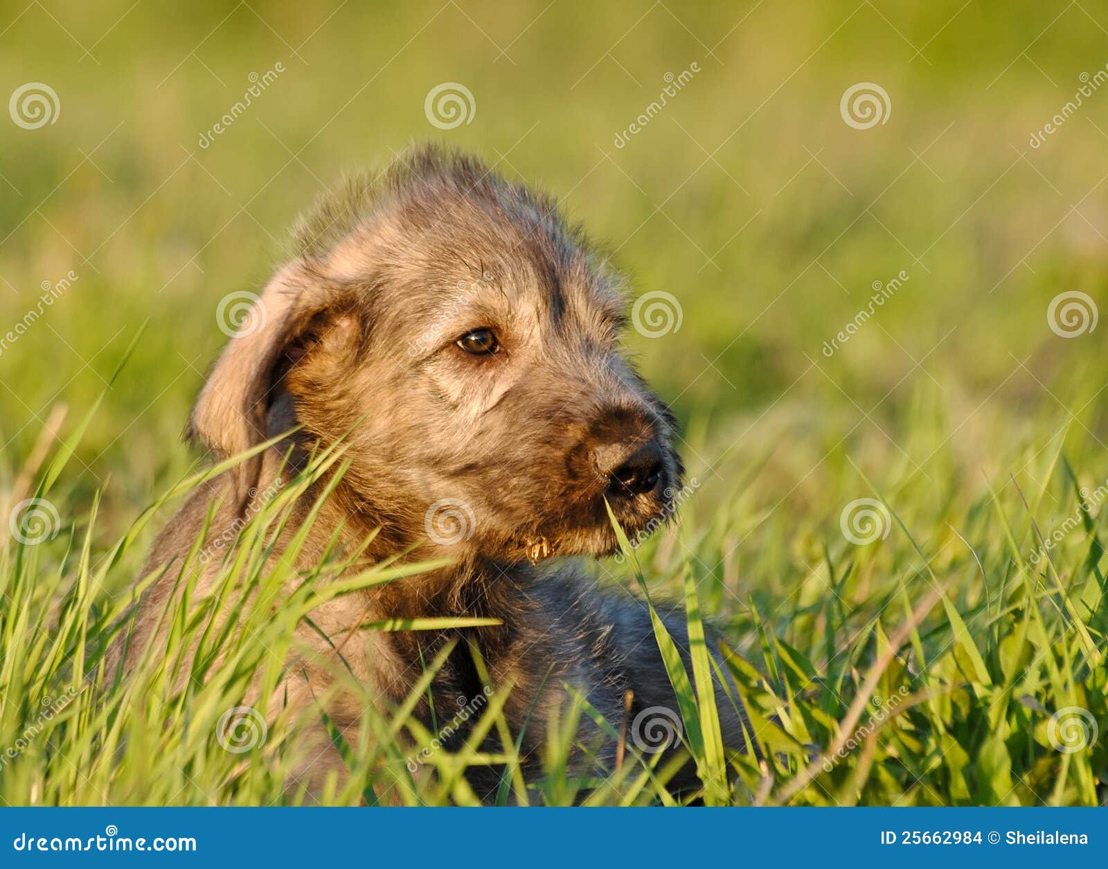 Irish Wolfhound Puppy stock photo. Image of grass, young 25662984