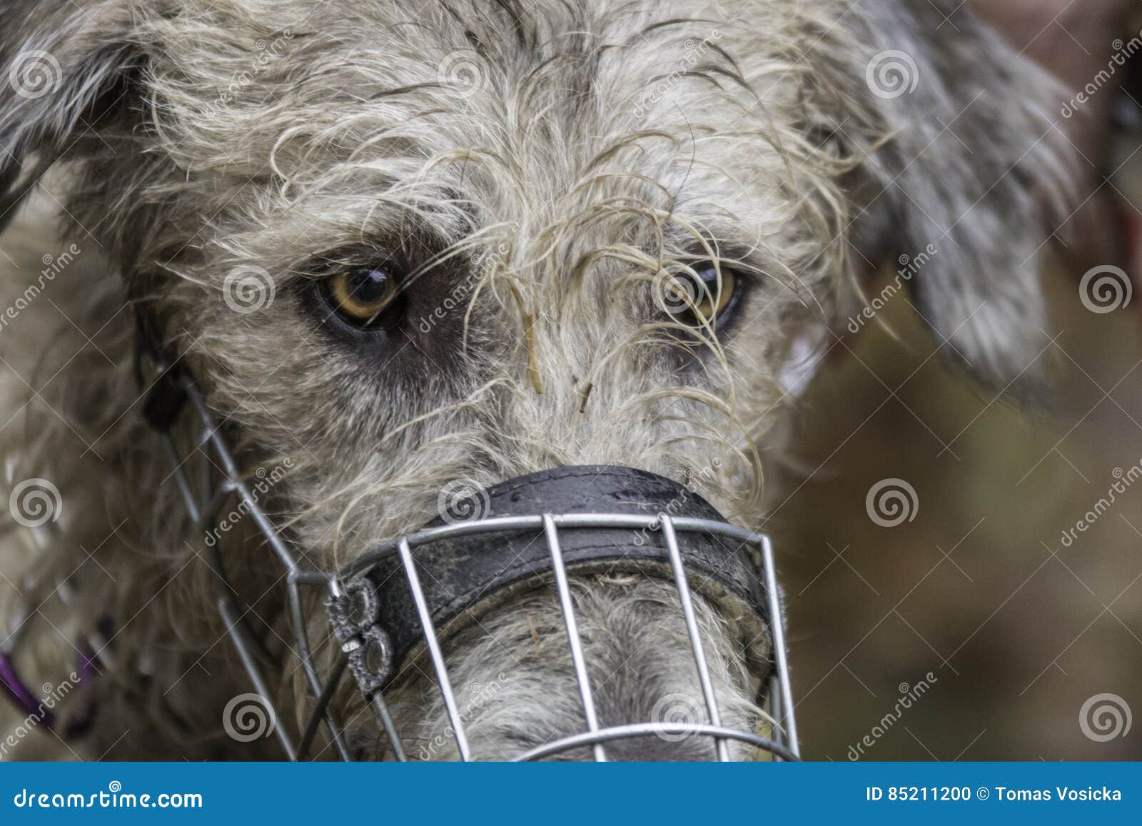 Irish wolfhound stock photo. Image of irish, outdoors 85211200