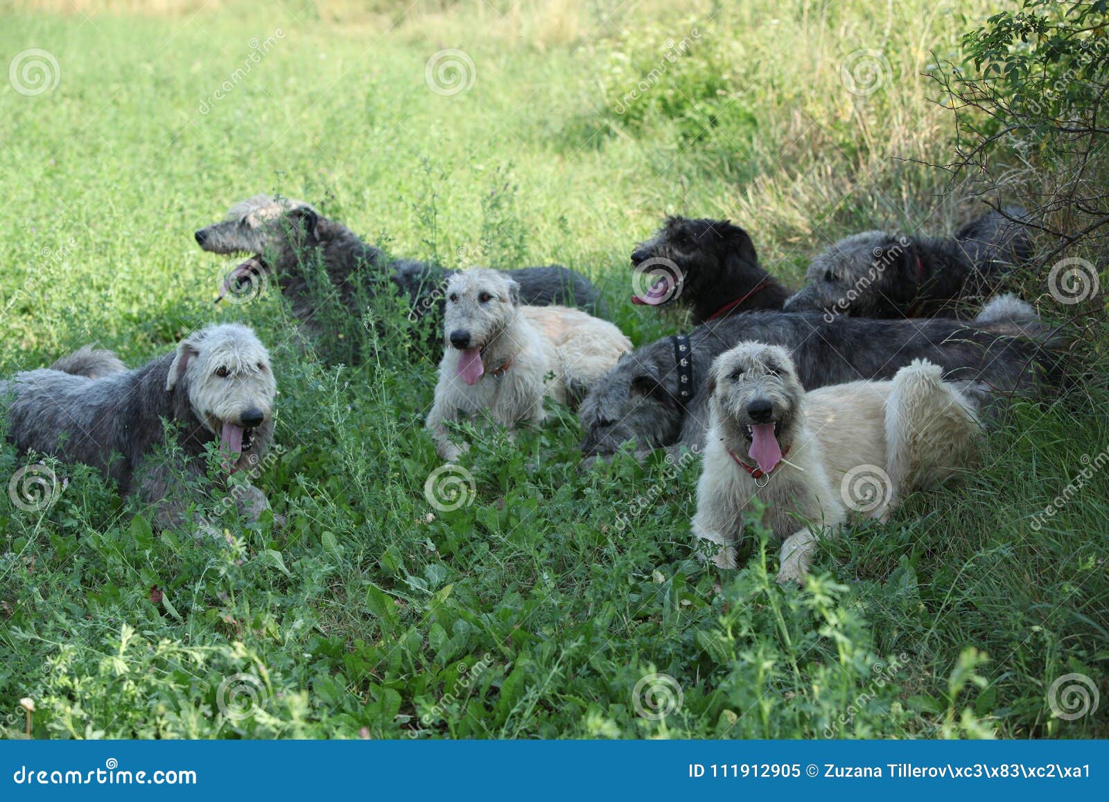 Irish Wolfhounds Resting Together in Shadow Stock Image Image of