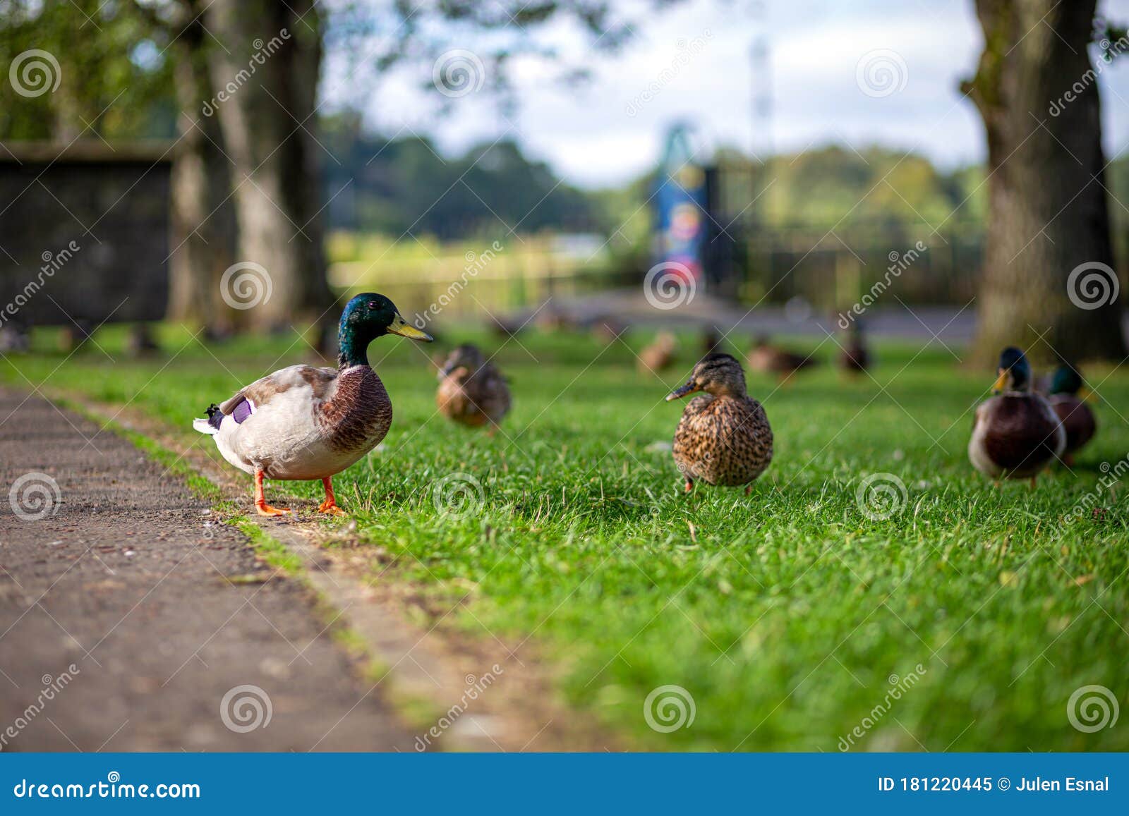 patos silvestres esperando comer en enniskillen