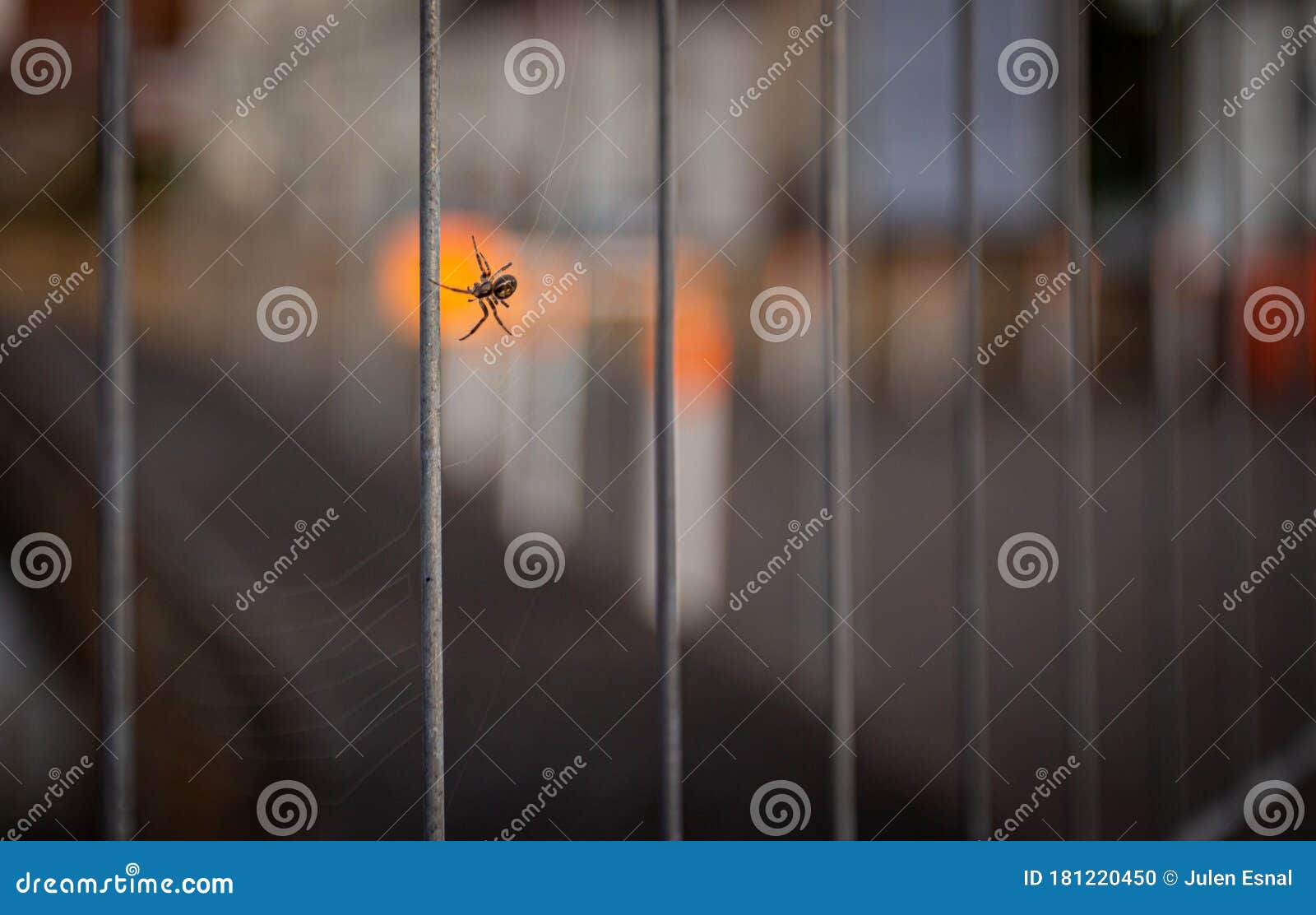 araÃÂ±a haciendo su tela araÃÂ±a