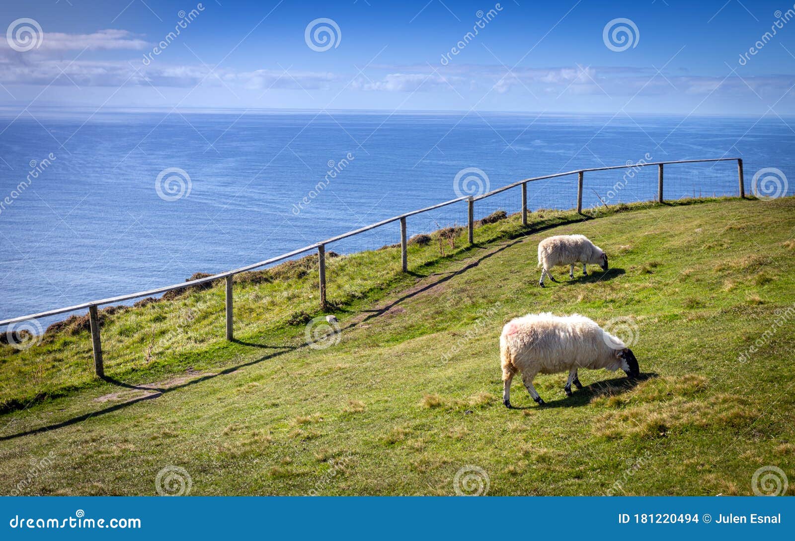 ovejas pastan junto al mar en un acantilado