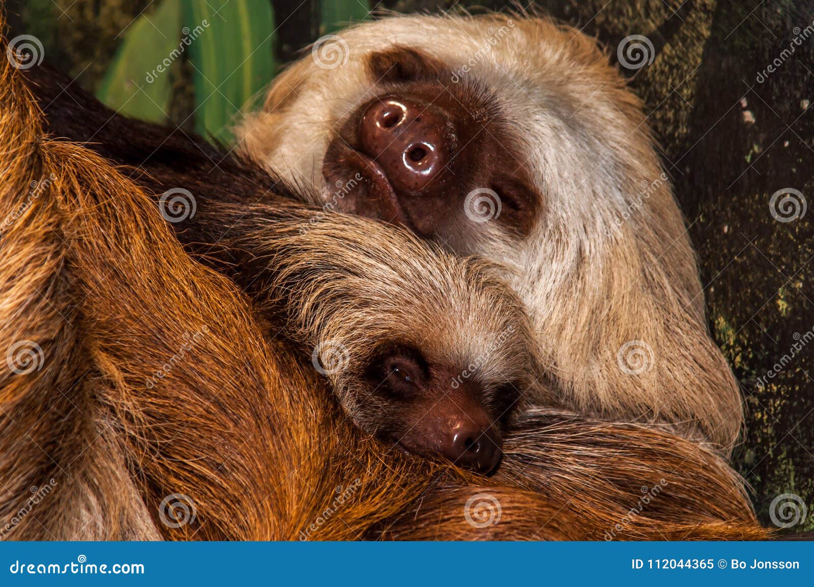 Hoffmann`s Two-toed Sloth with Baby. Choloepus Hoffmannii Stock Image - Image of choloepus, mother: 112044365 Hoffmann`s Two-toed Sloth with Baby. Choloepus Hoffmannii Stock Image - Image of choloepus, mother: 112044365