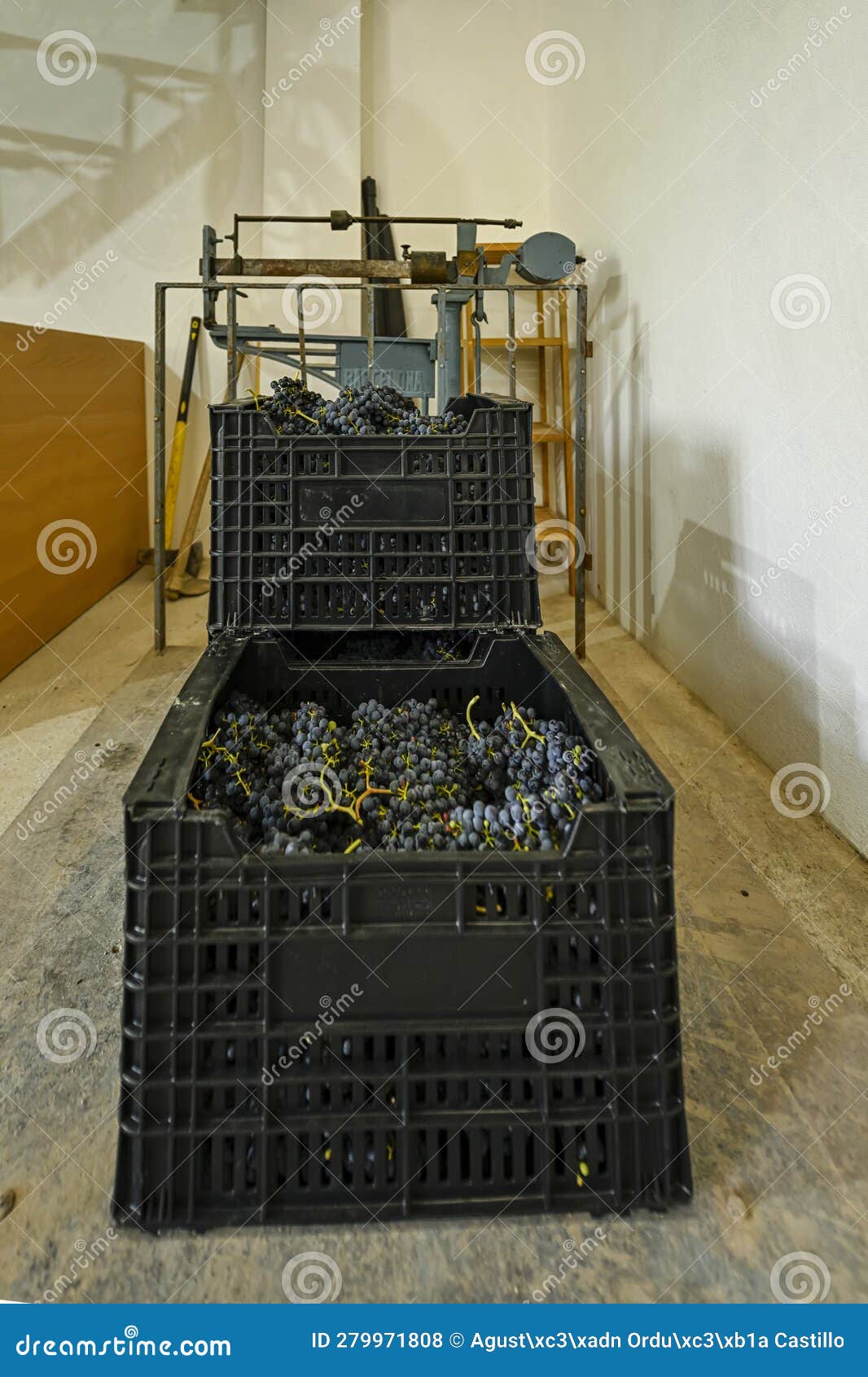 iron scale of 500 kg, weighing boxes of grapes at harvest.
