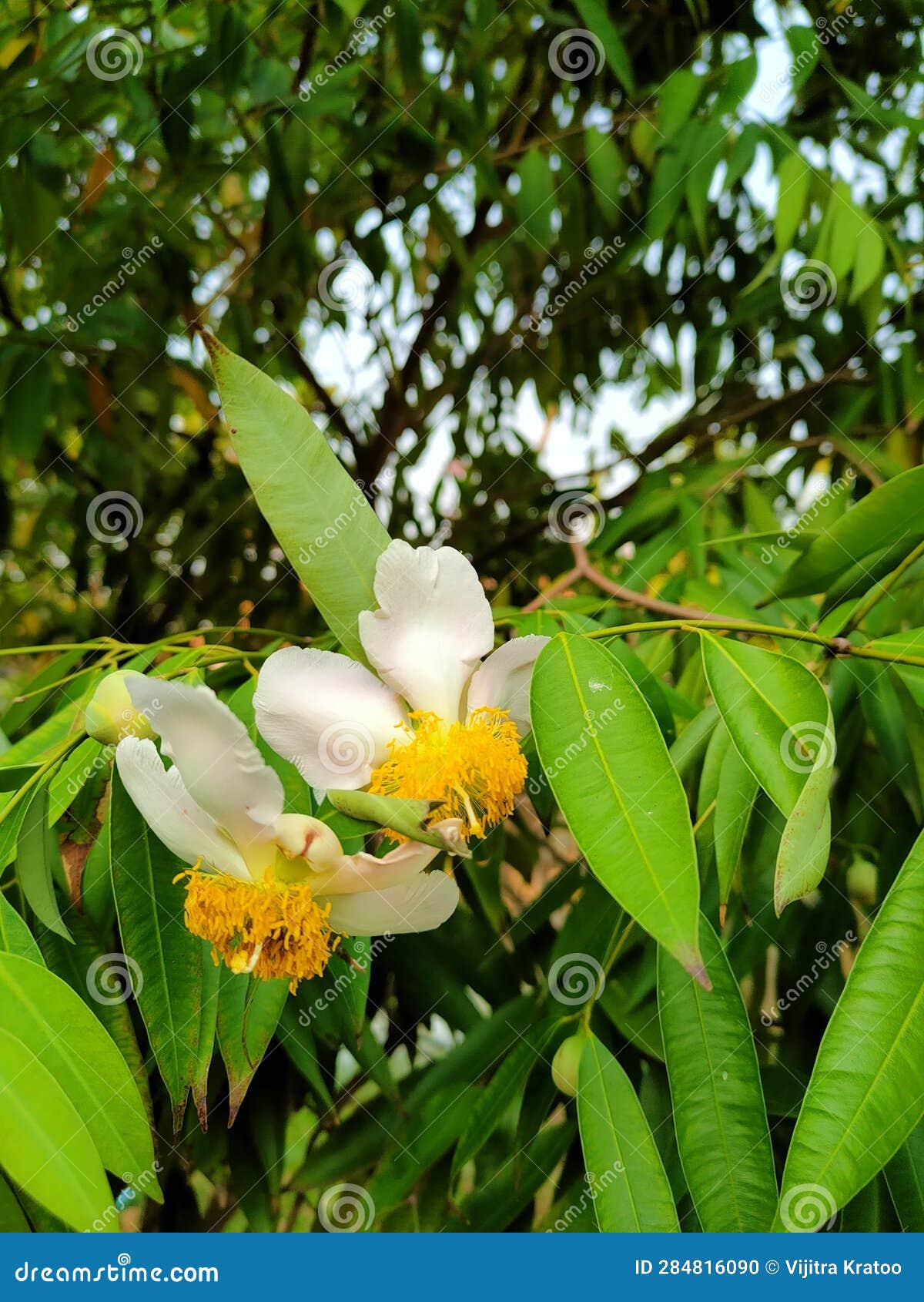 Iron Wood, Indian Rose Chestnut Stock Photo Image of medicines