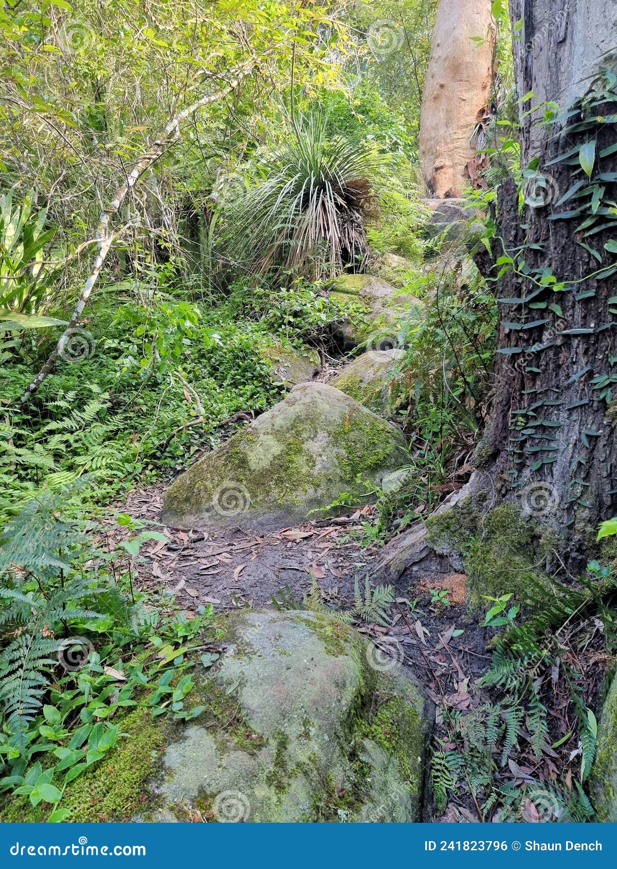 ironbark falls walking track. hiking track through dense temperate rainforest,