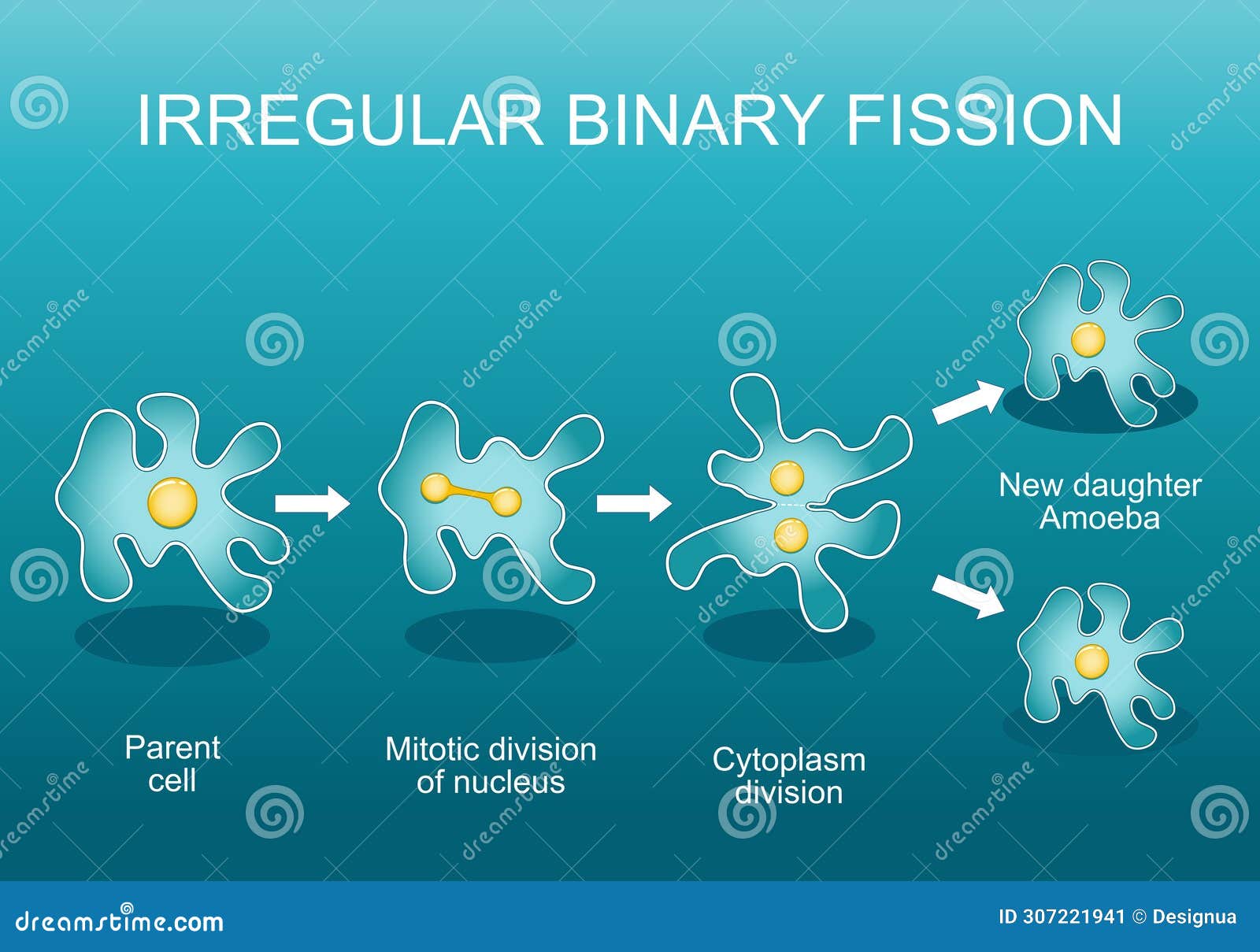 irregular binary fission in amoeba. asexual reproduction