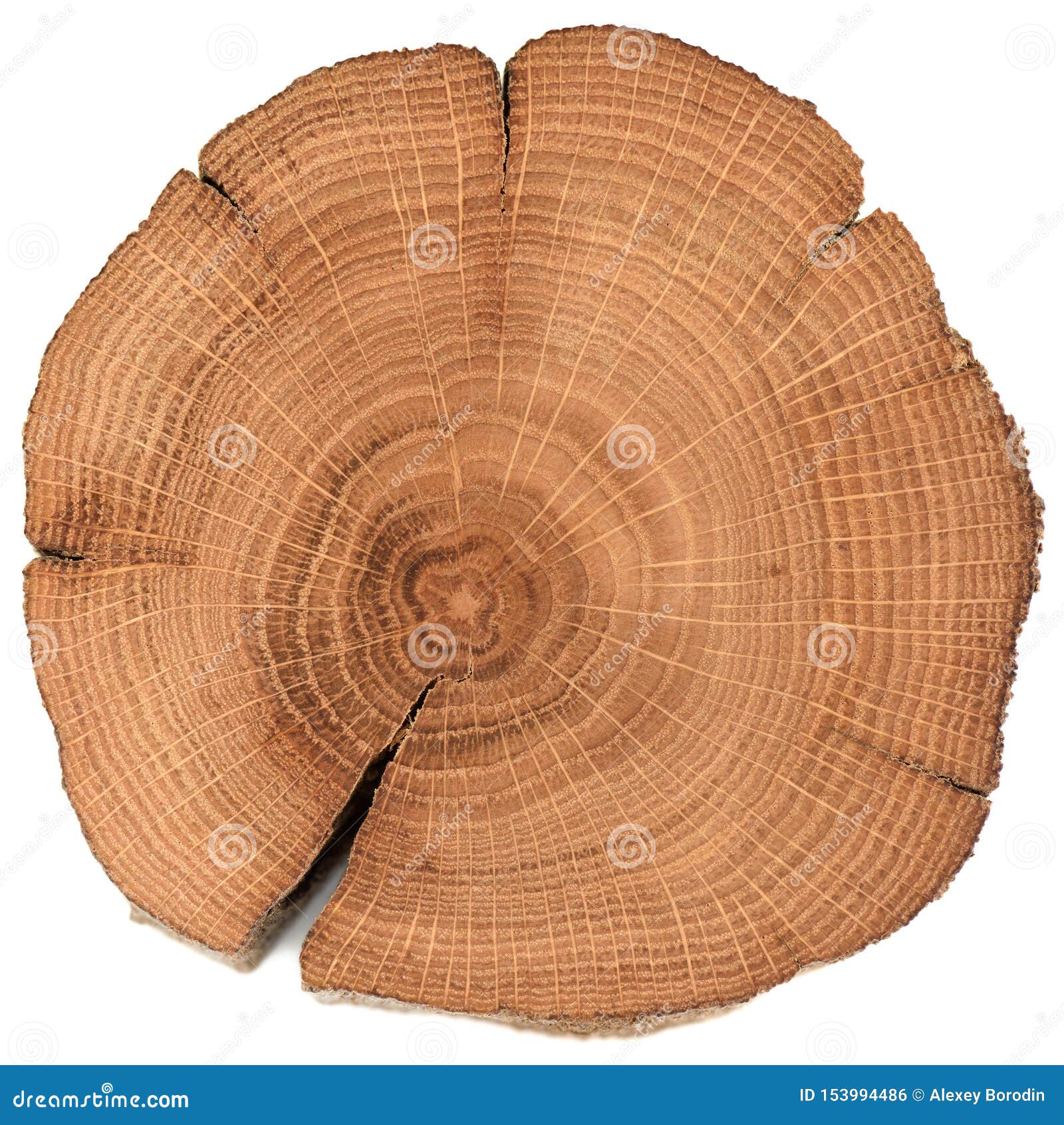 growth rings | PETER FOLLANSBEE: JOINER'S NOTES