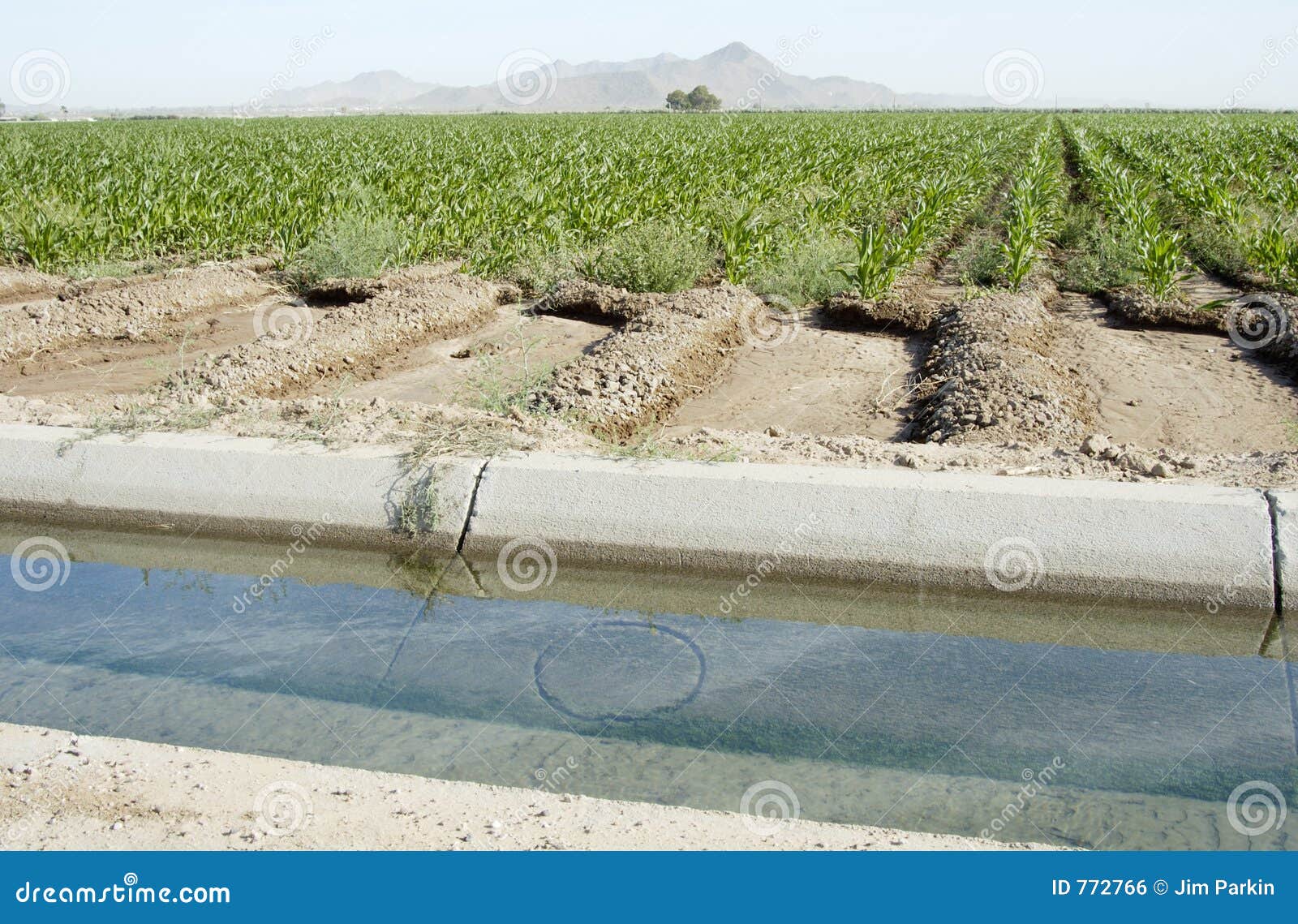 Irrigated Corn 1 stock photo. Image of fuels, irrigated 772766