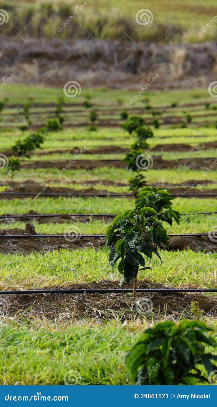 Young Coffee Trees Conilon Robusta Coffea Stock Photo 2348722393