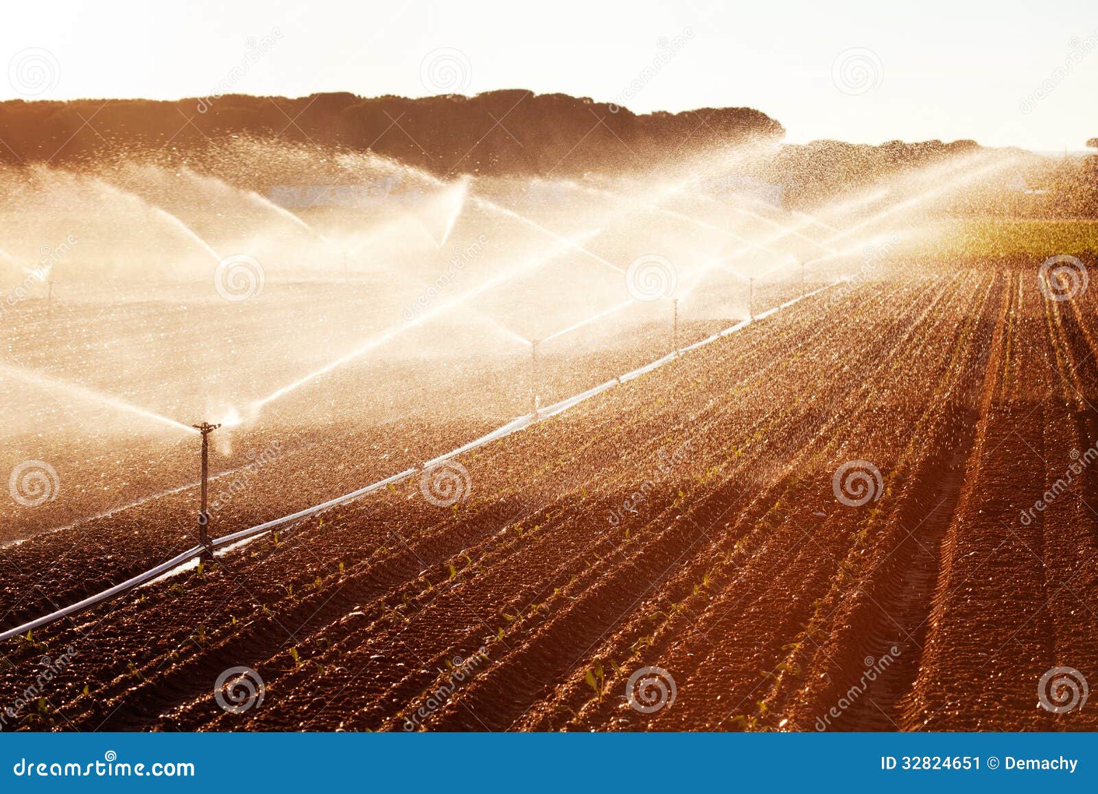 irrigation in corn field