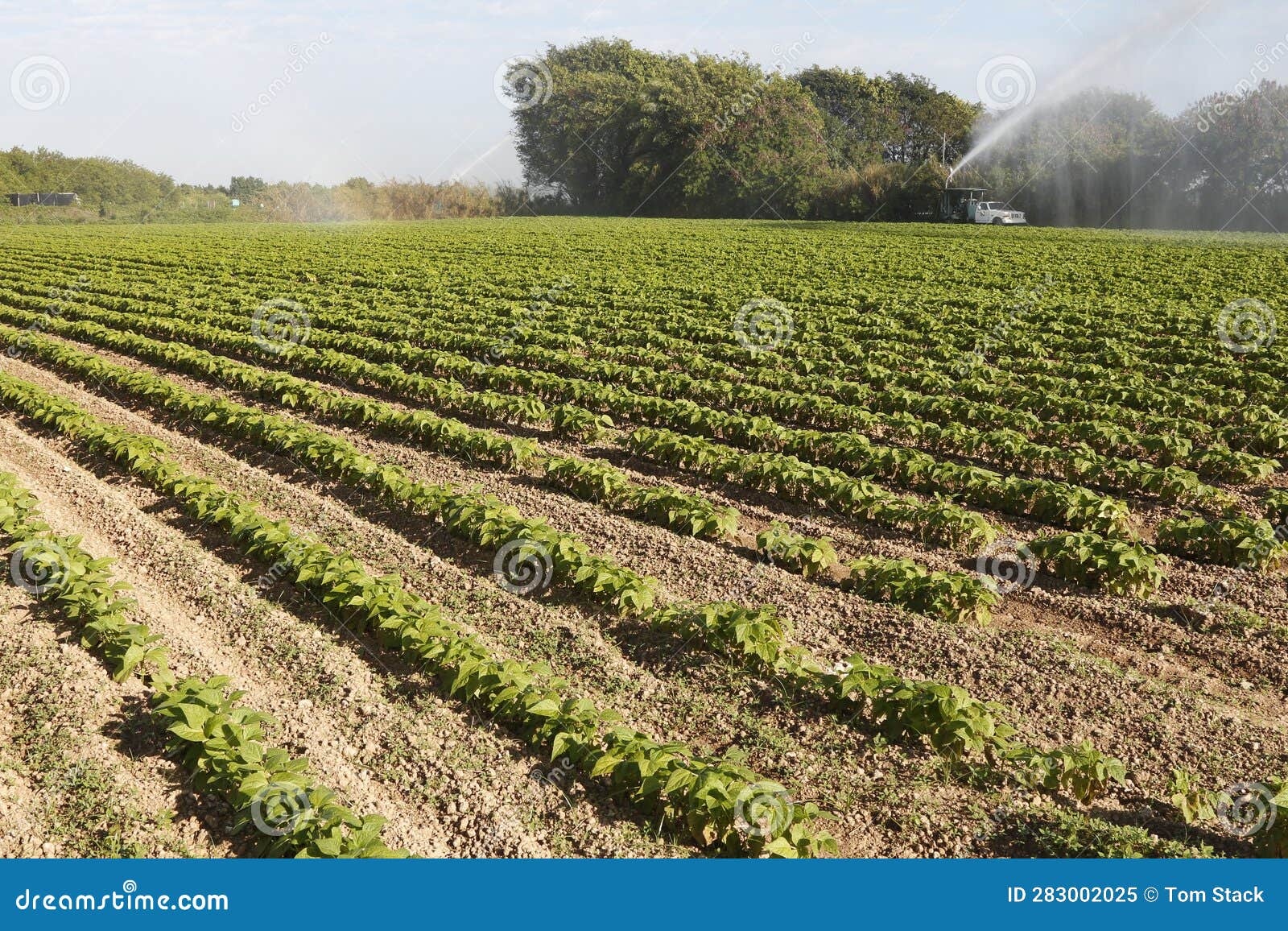 Irrigation of Crops in South Florida Stock Image Image of florida