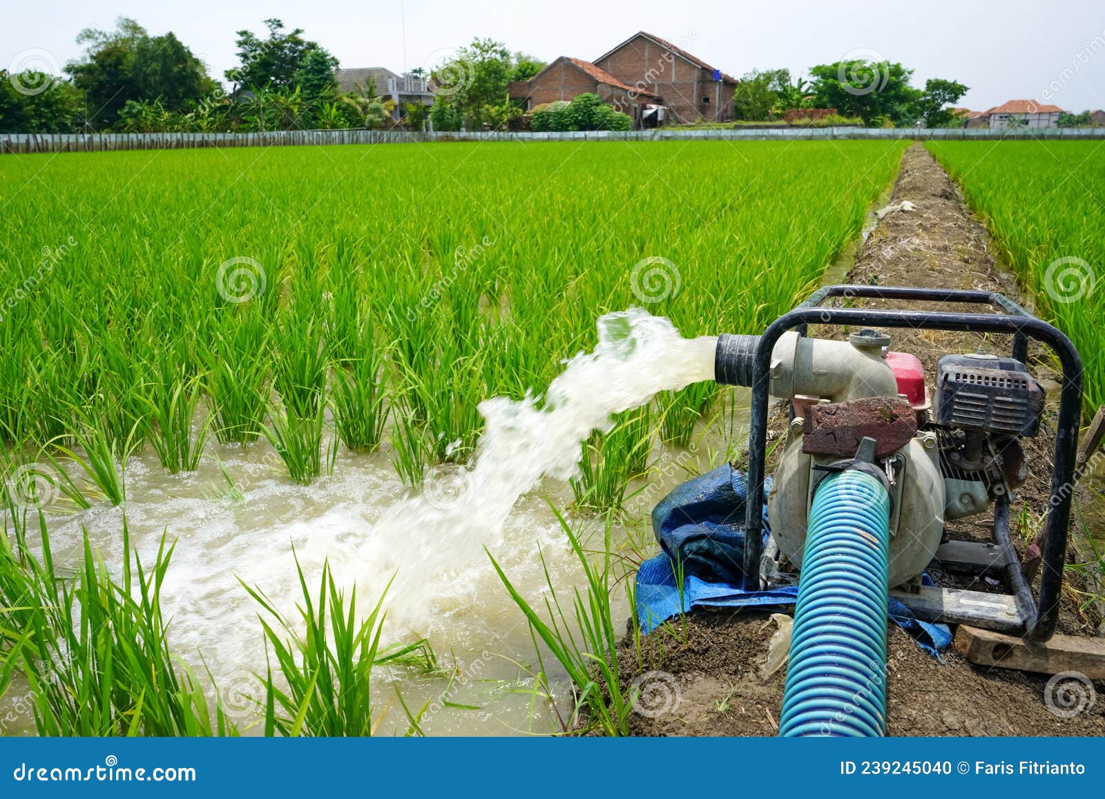 Irrigation of Rice Fields Using Pump Wells with the Technique of