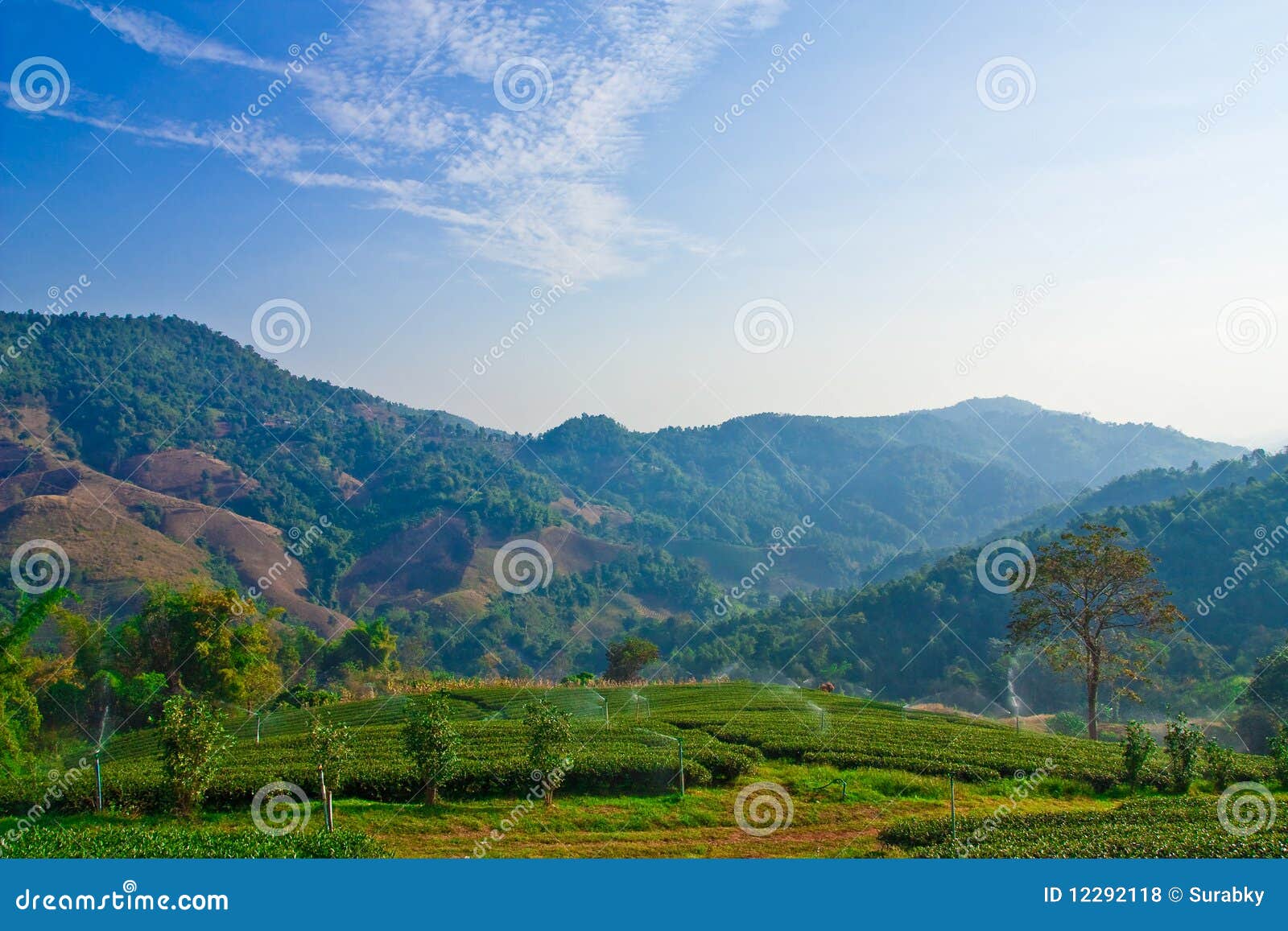 Irrigation in Tea Garden, North of Thailand Stock Photo Image of