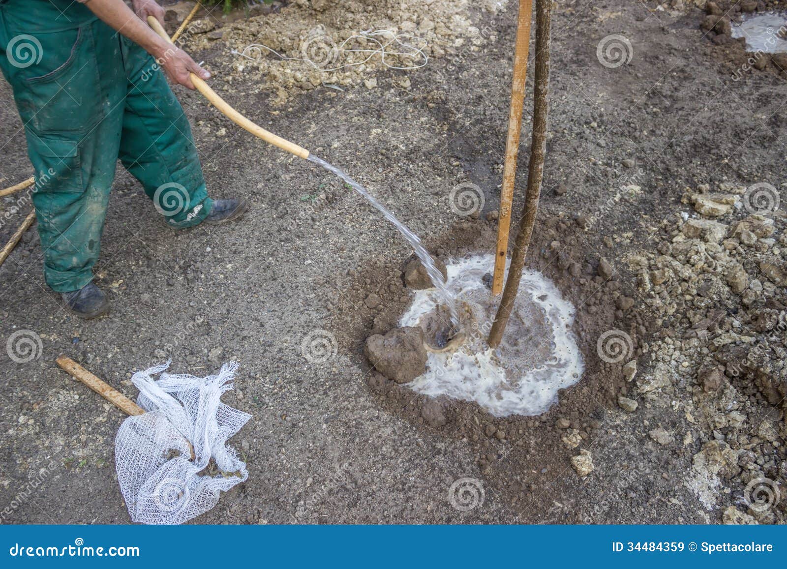 irrigation of a tree that has just been planted 3