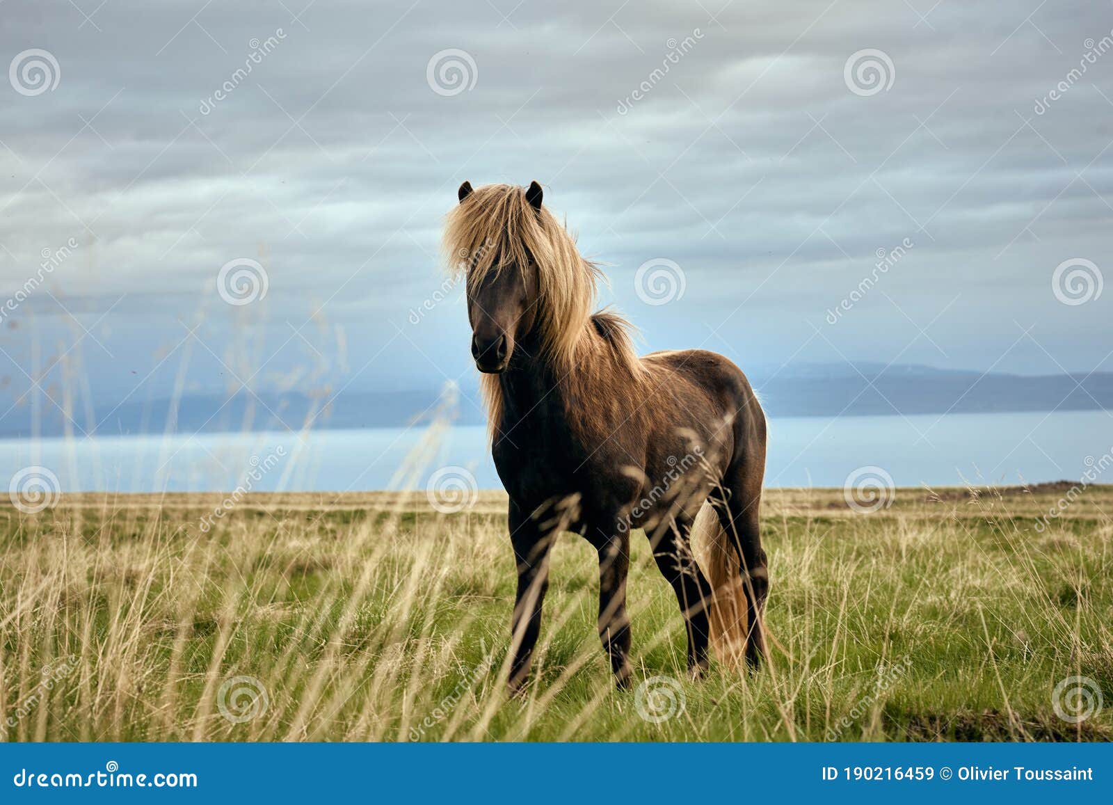 isl - icelandic horse