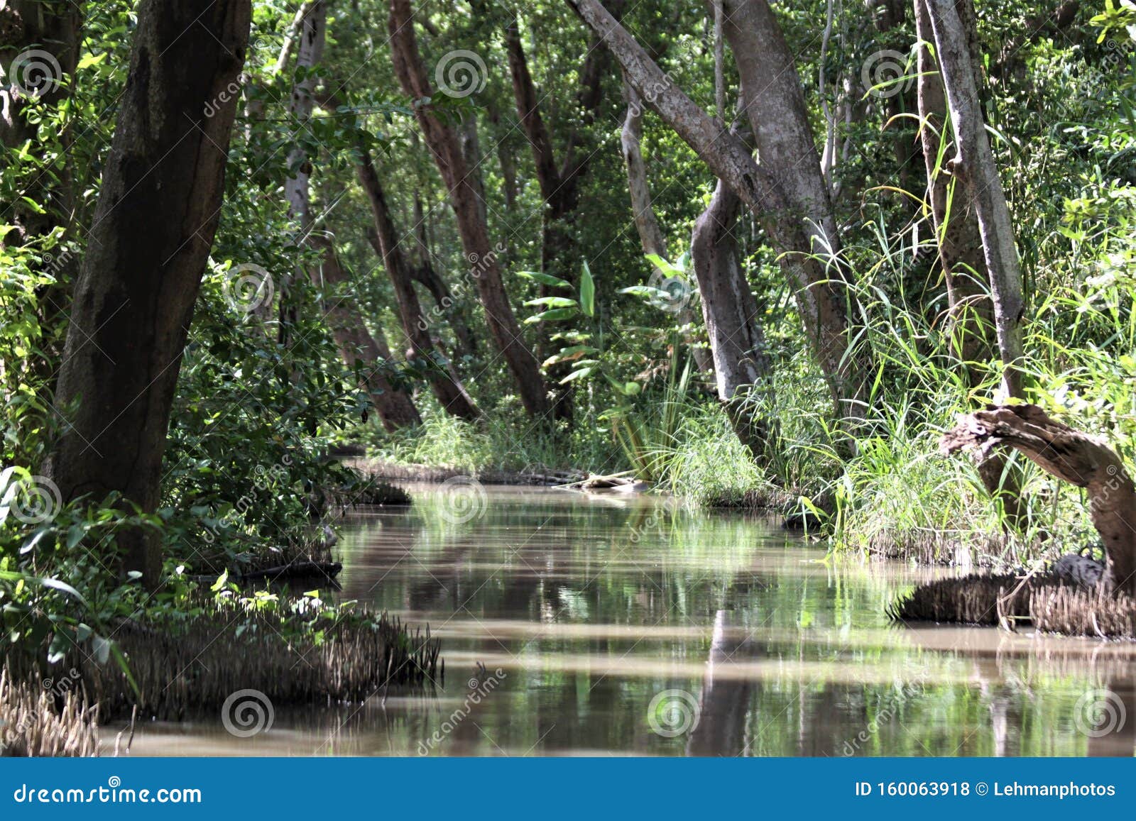 isla de salamanca swamp forest