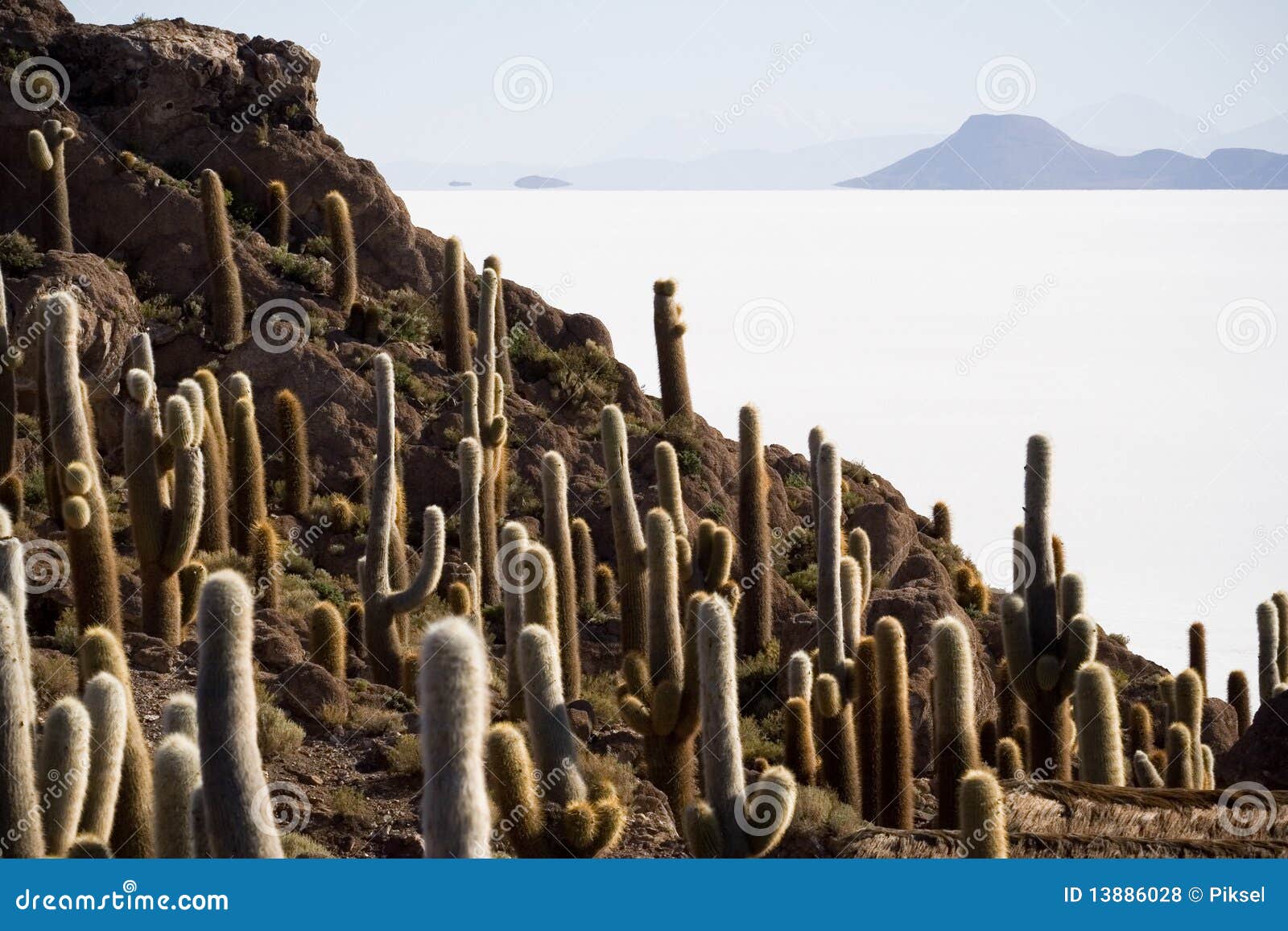 Isla Incahuasi, Bolivia. Isla Incahuasi, Salar de Uyuni, Bolivia