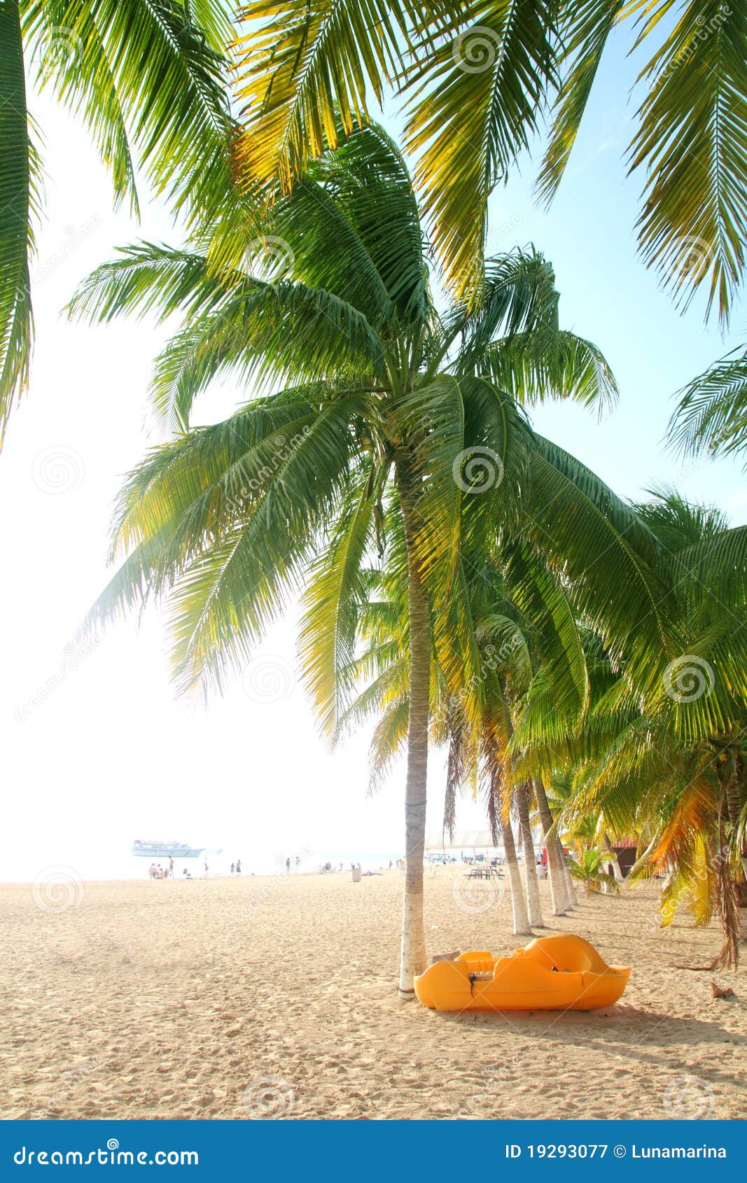isla mujeres north beach tropical palm trees