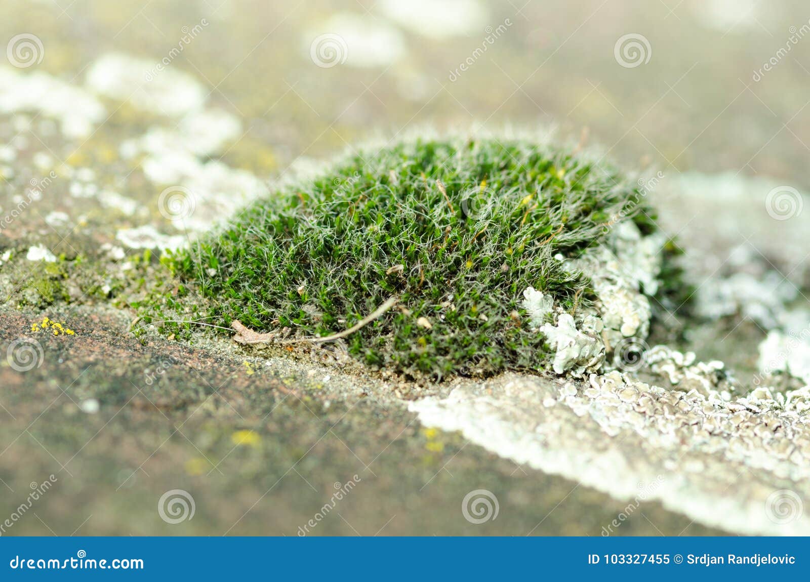 Island of Green Moss on Concrete Pathway Surface Close Up Selective