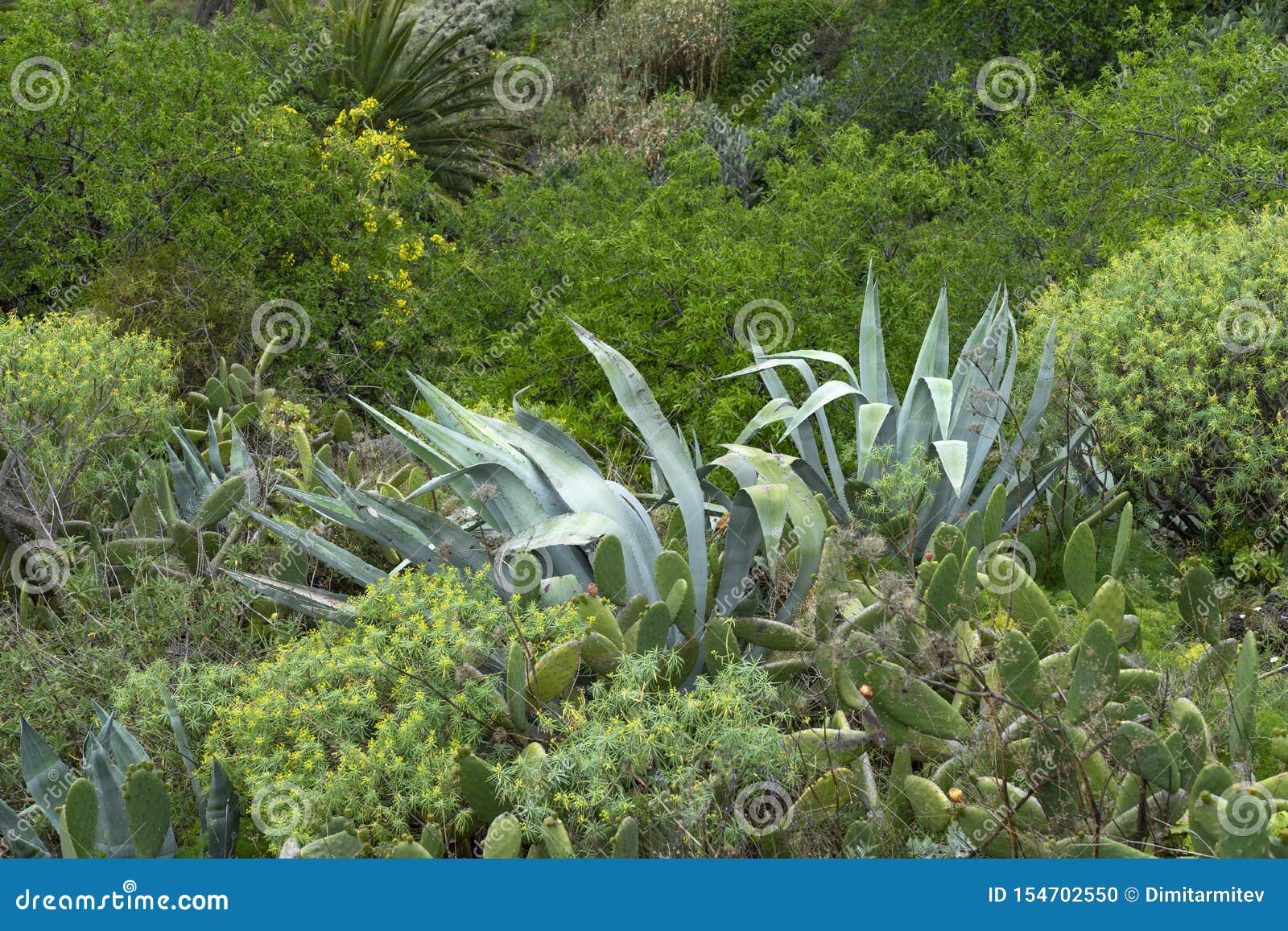 Island Vegetation with Natural Plants, Greenery and Cacti Stock Photo