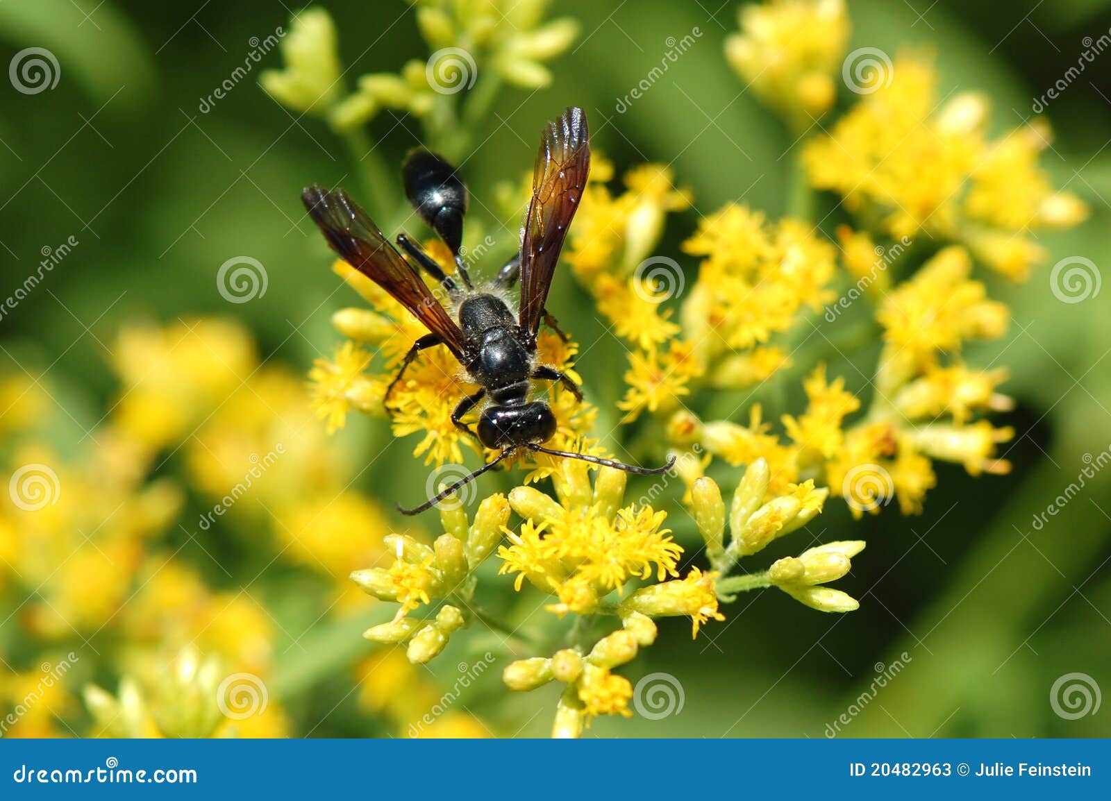 Isodontia Wasp on Goldenrod Flower Stock Image Image of black, biter