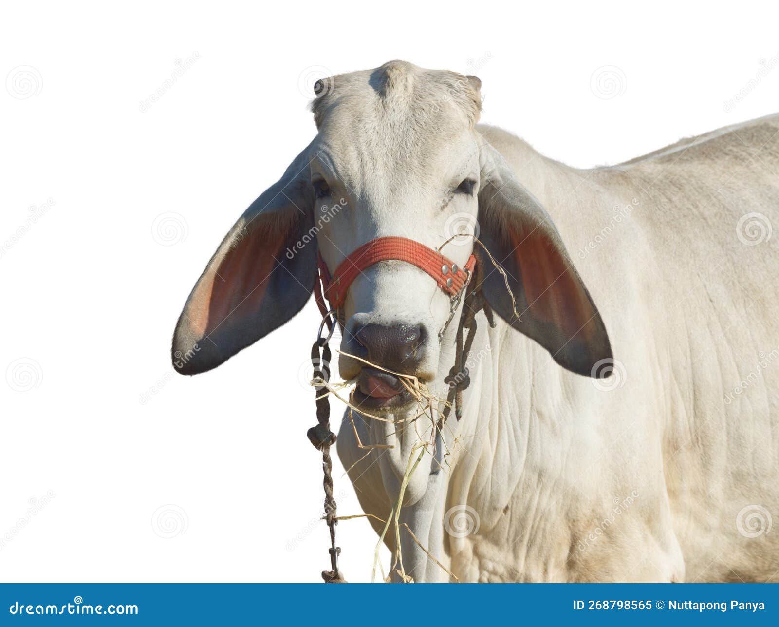 Close Up of Cow, Cattle Chewing Grass Stock Image Image of blue, animal 268798565