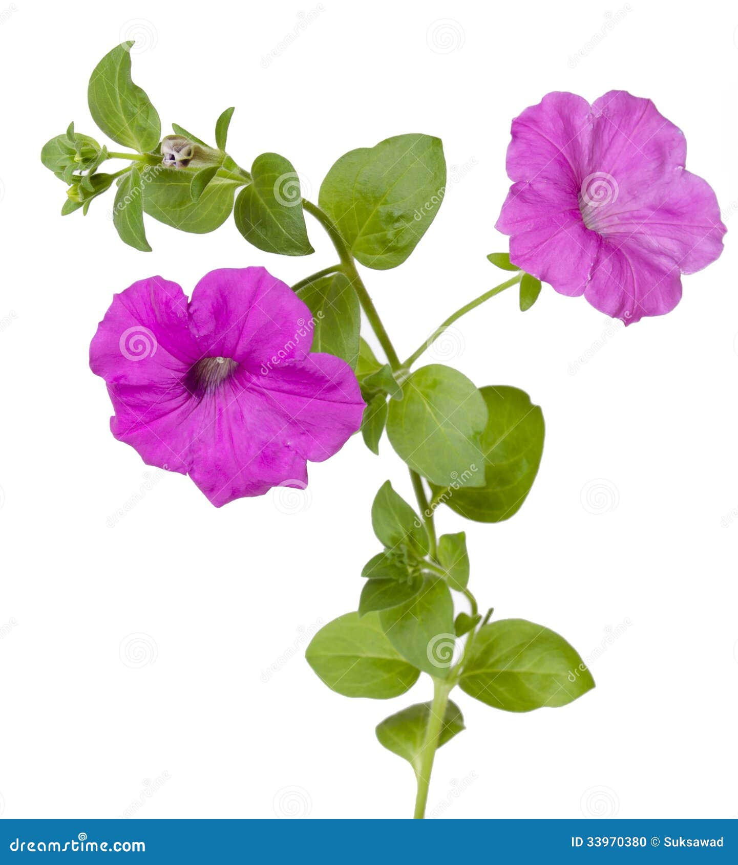 Isolate Petunia Stock Photo - Image: 33970380