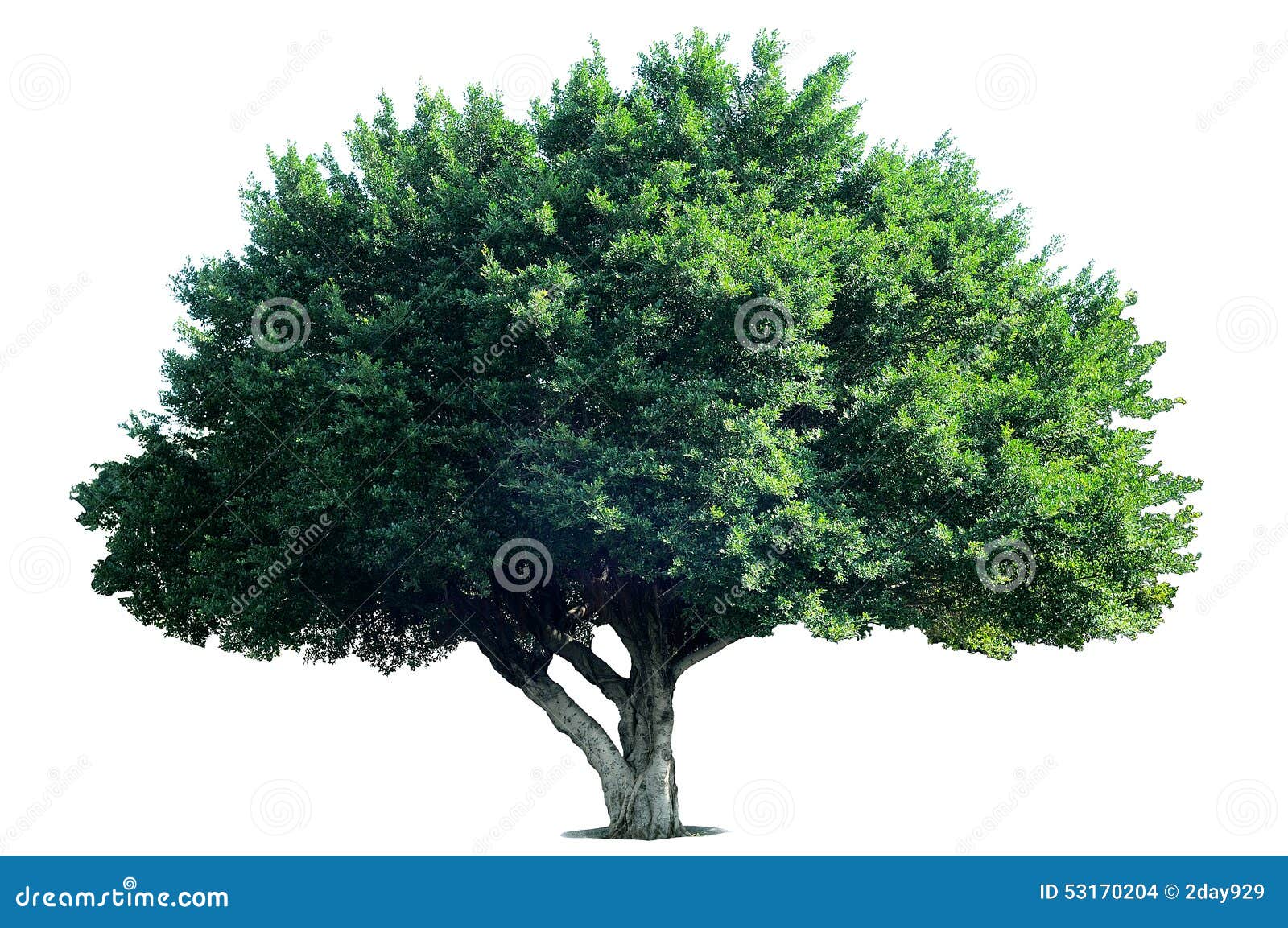 isolate tree, nature, ficus microcarpa