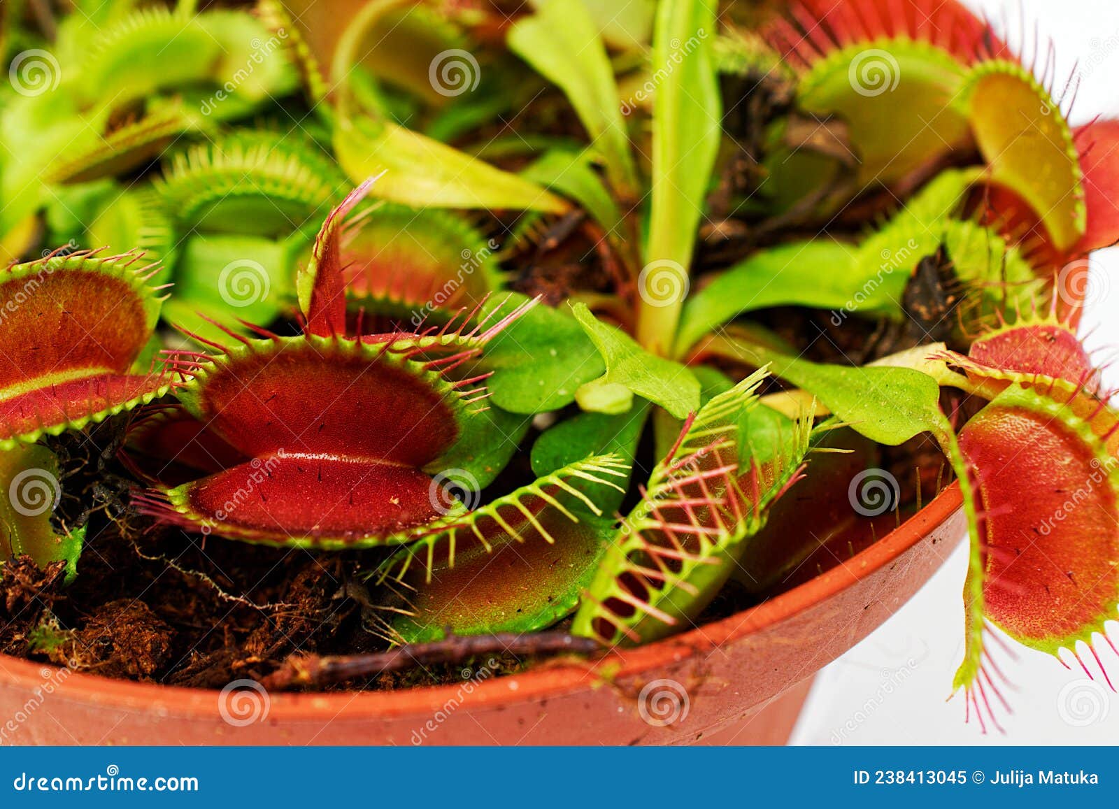 Isolate on a White Background in a Flower Pot Flycatcher. Venus